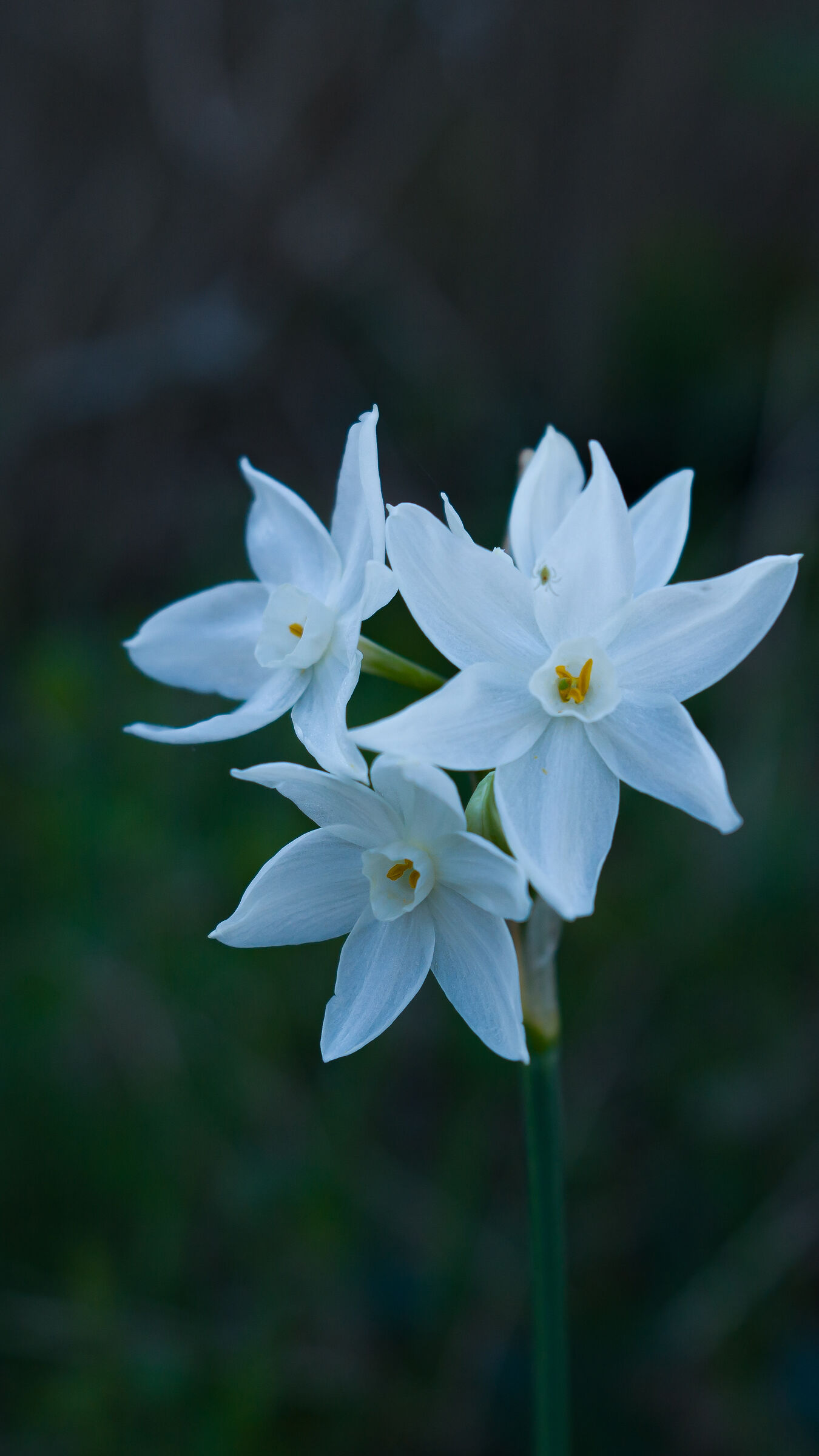 Primavera