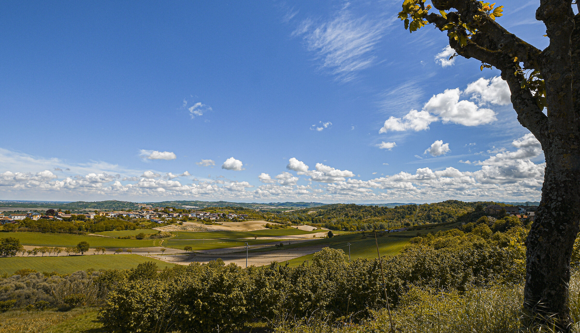 Waiting for the foliage