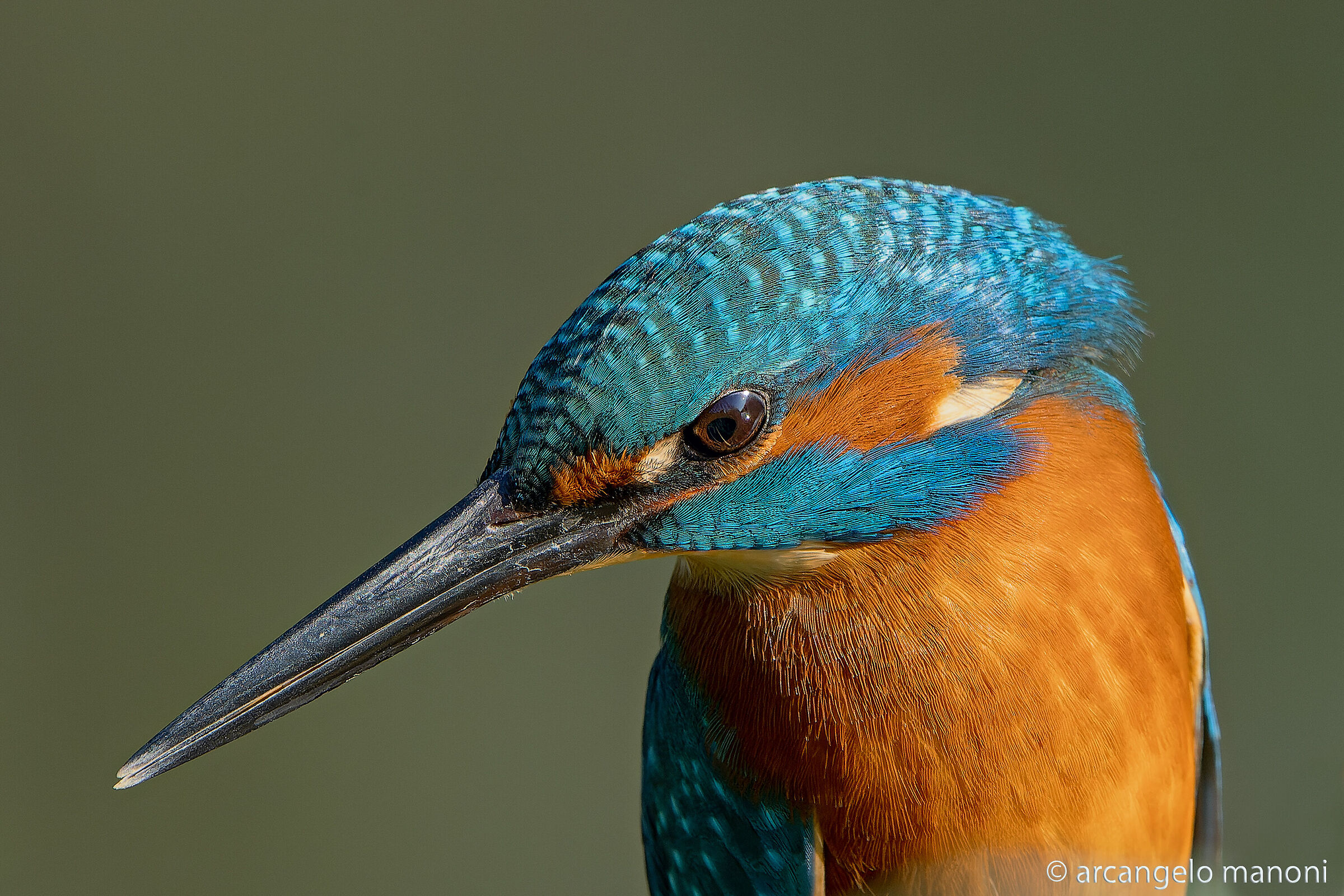 La concentrazione del martino