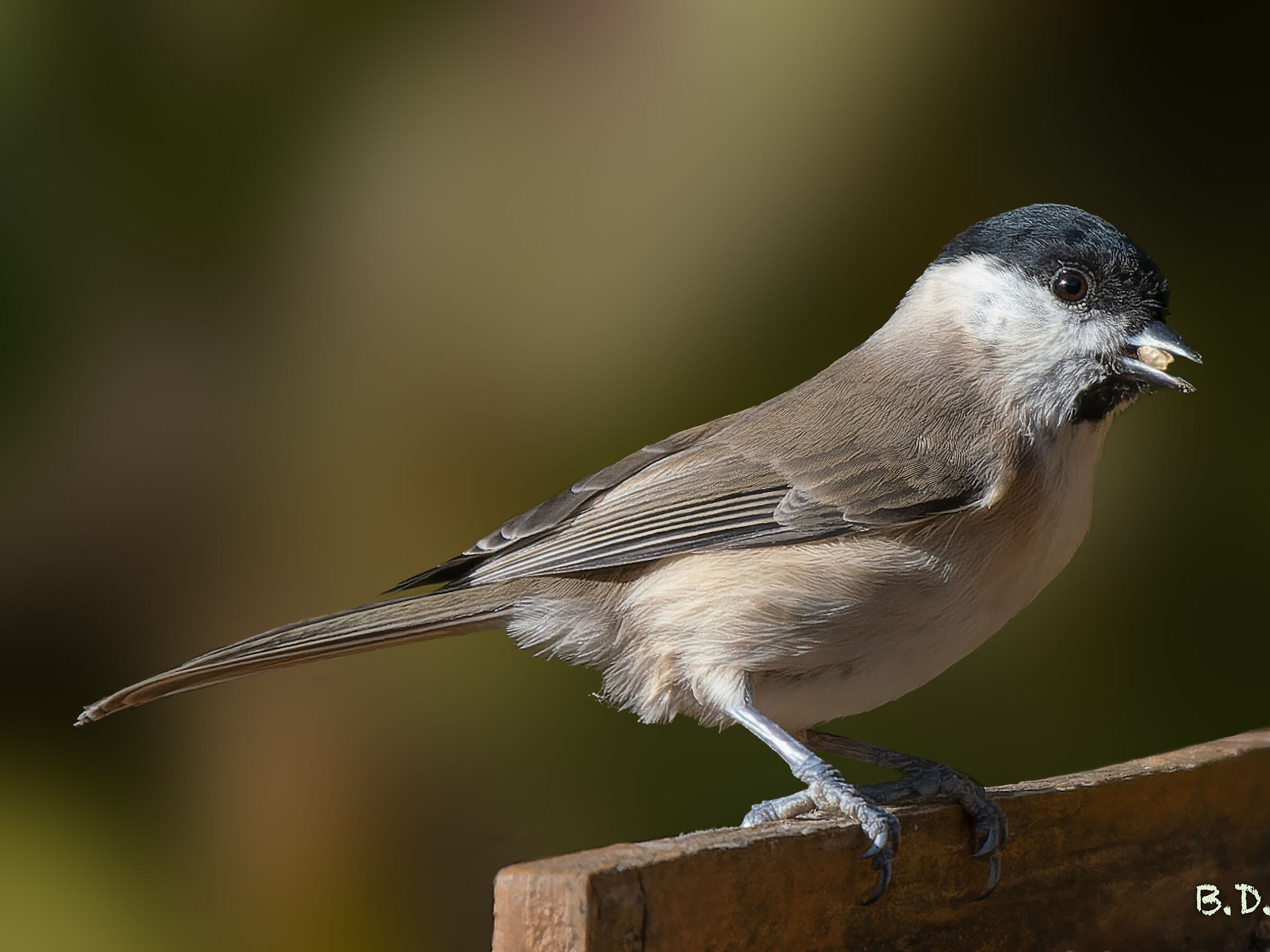 Parus montanus