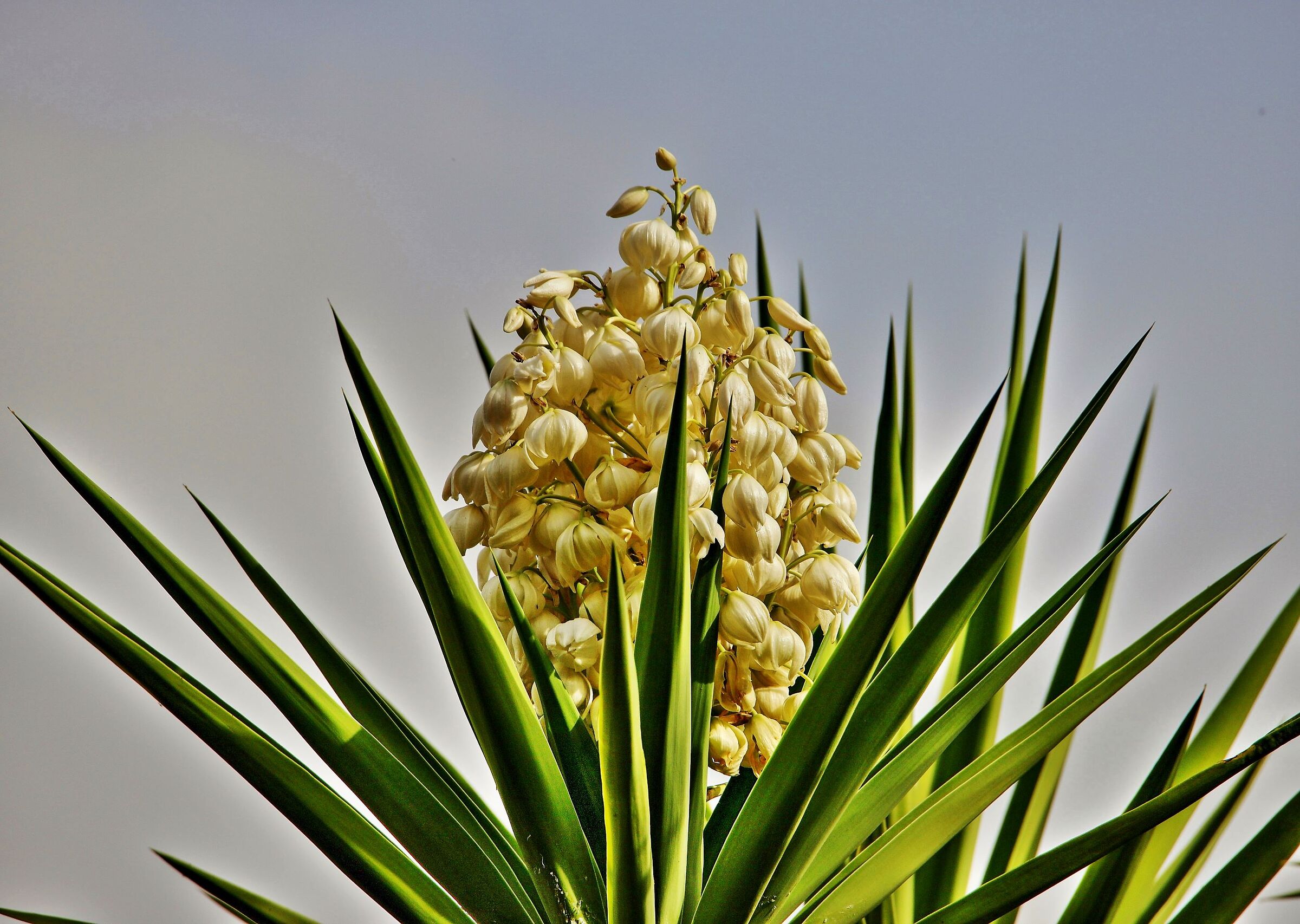 Fiore di Yucca