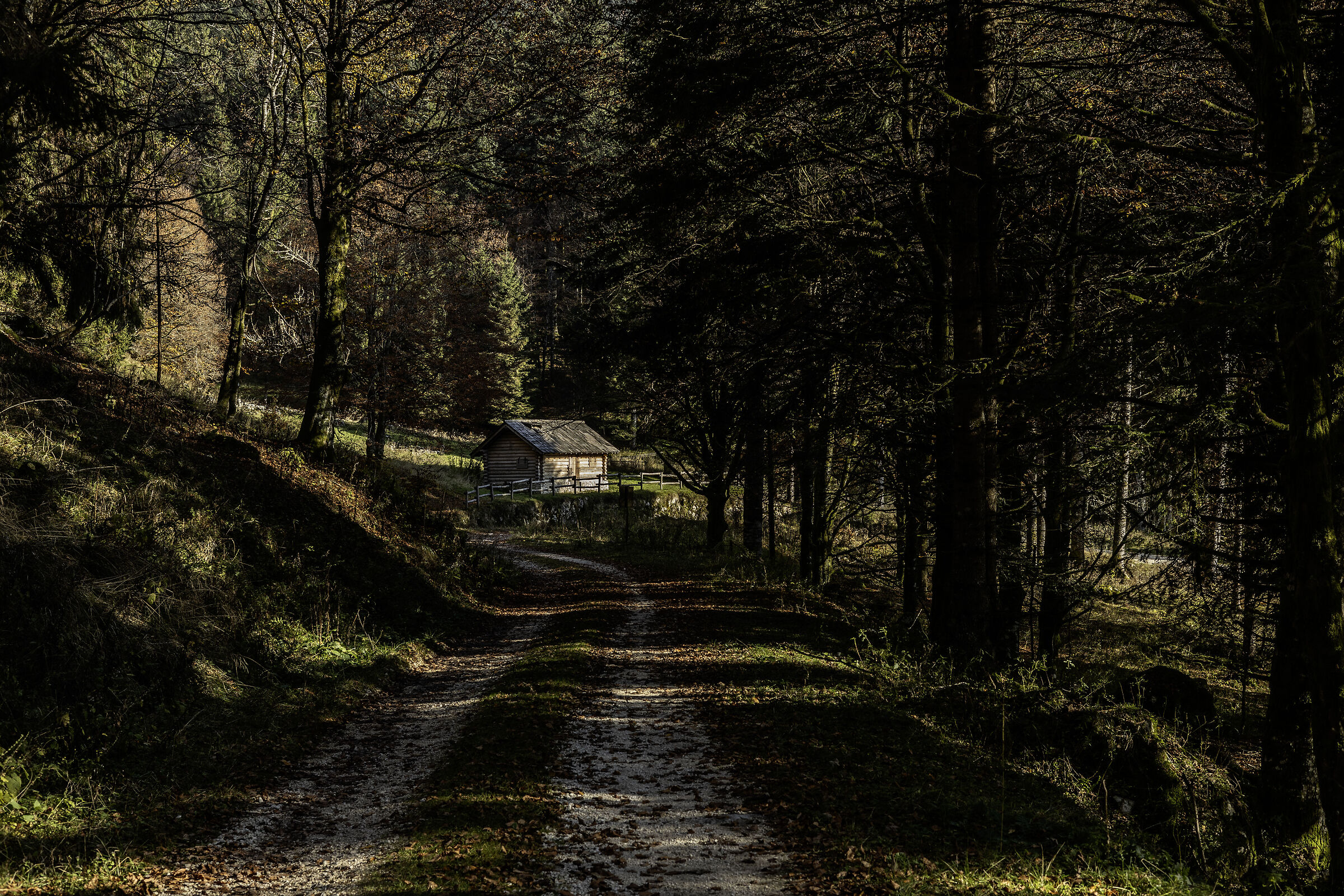 Foresta del Cansiglio (BL)