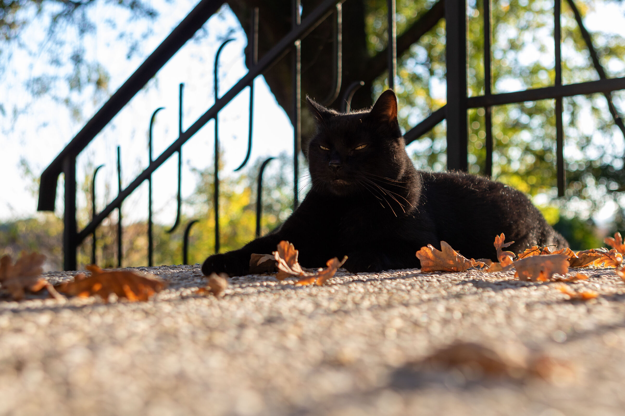Autumn Negus