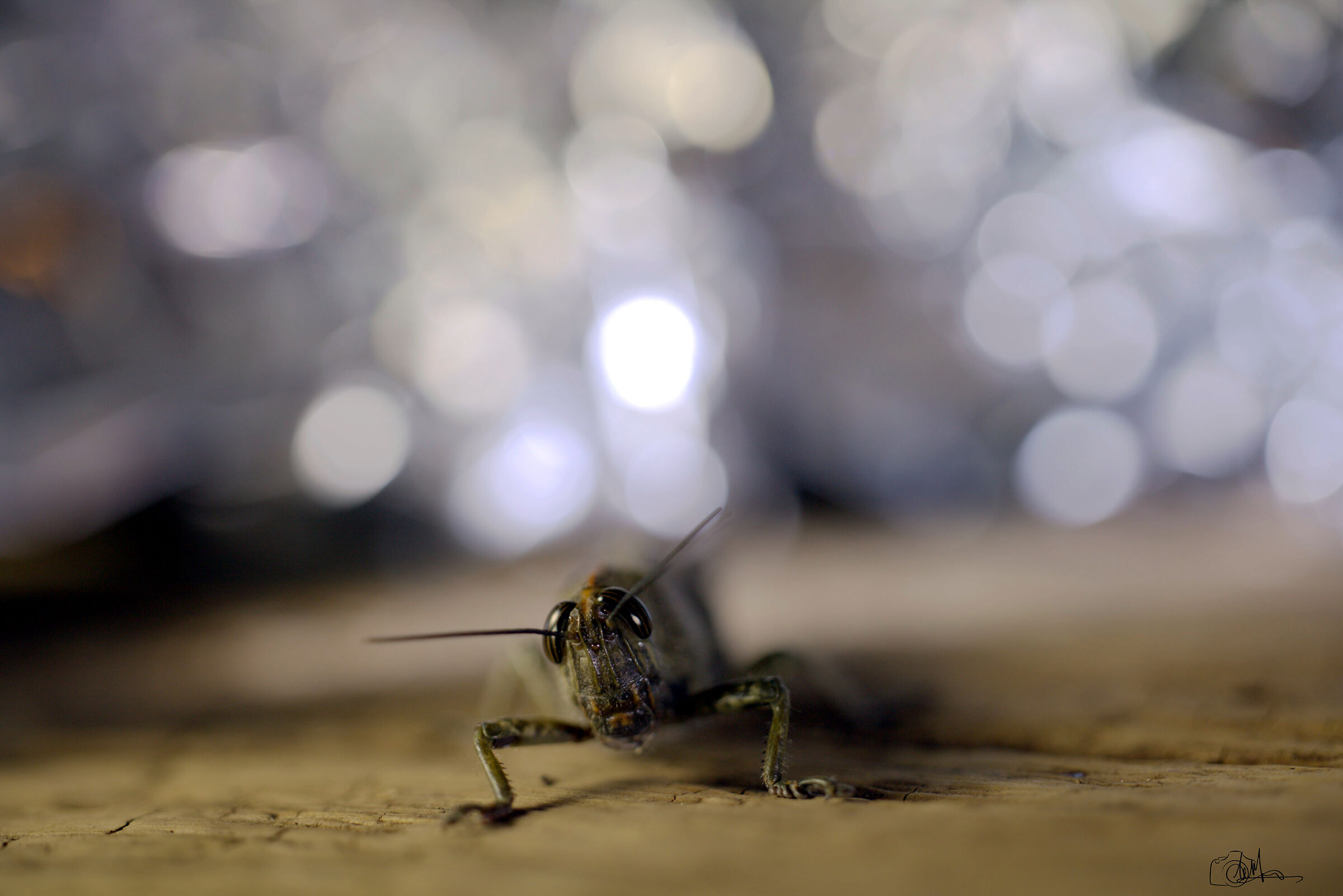 grasshopper
