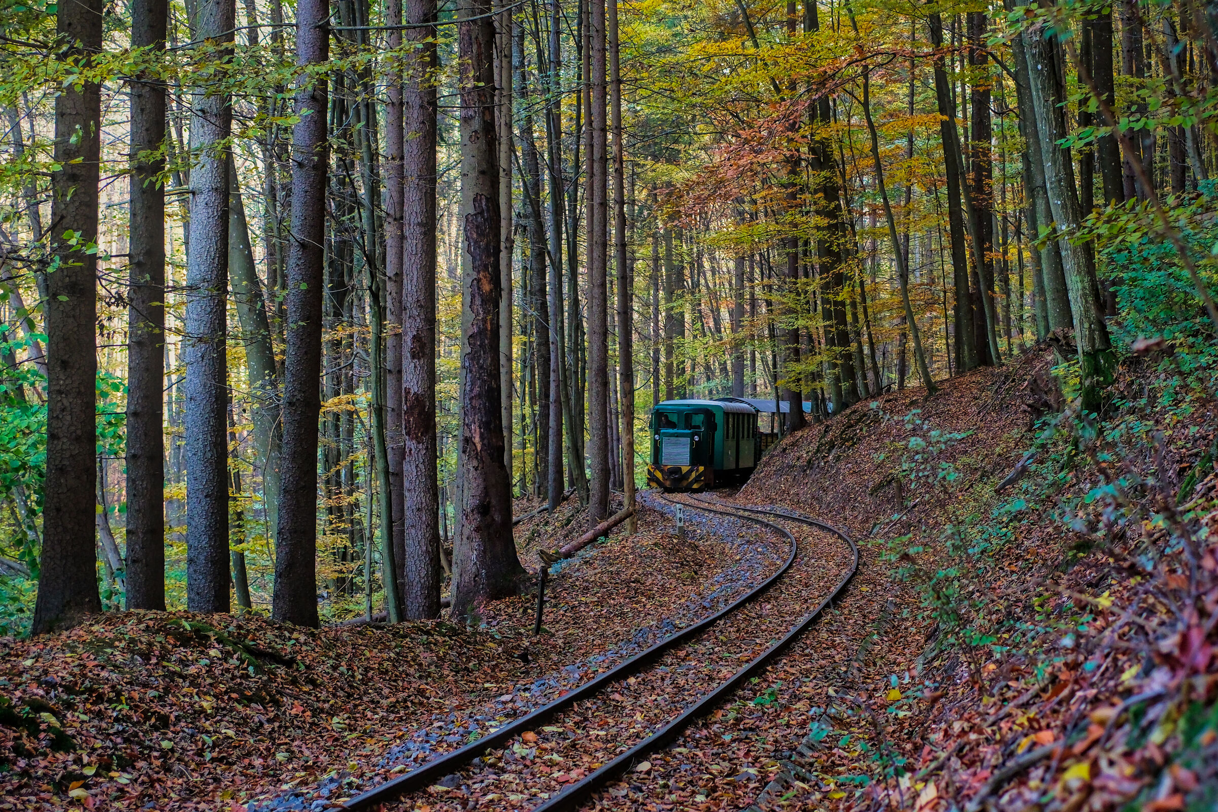 ferrovia forestale