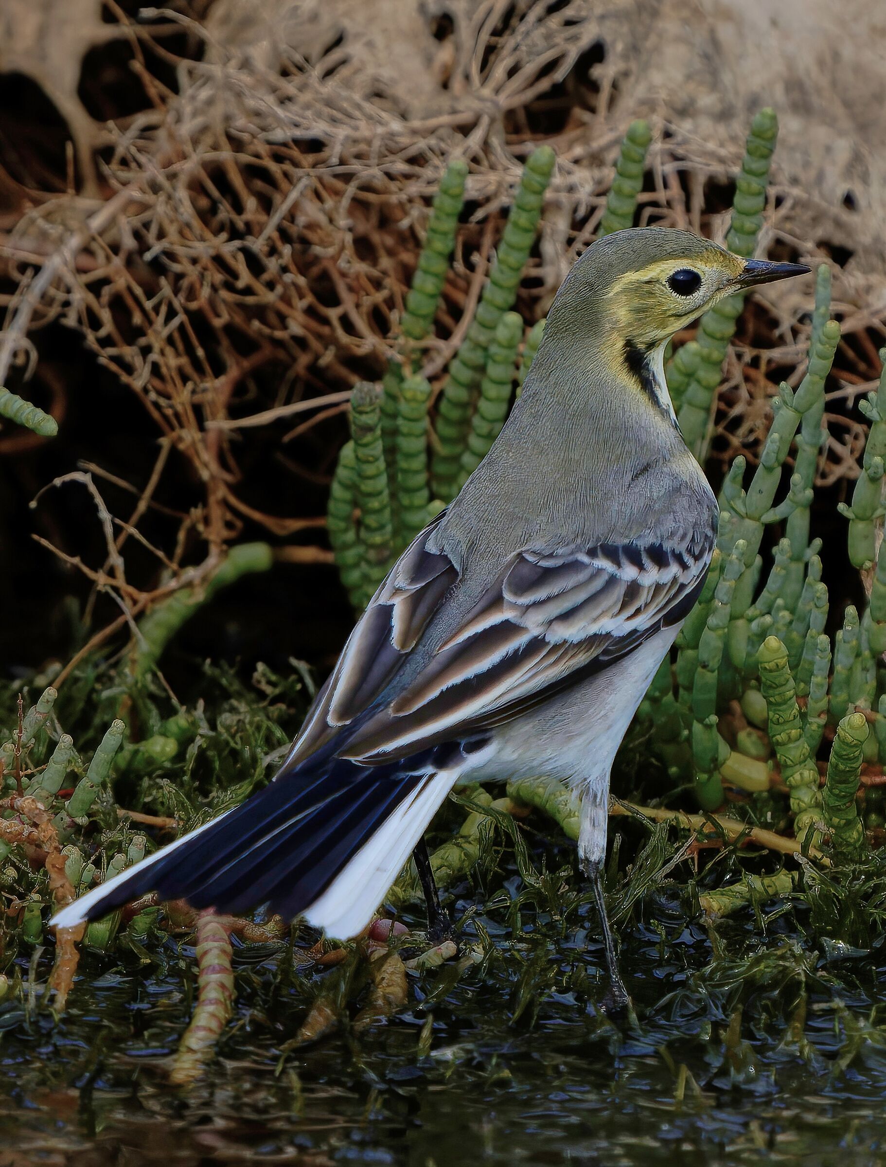 Giovane Ballerina Bianca