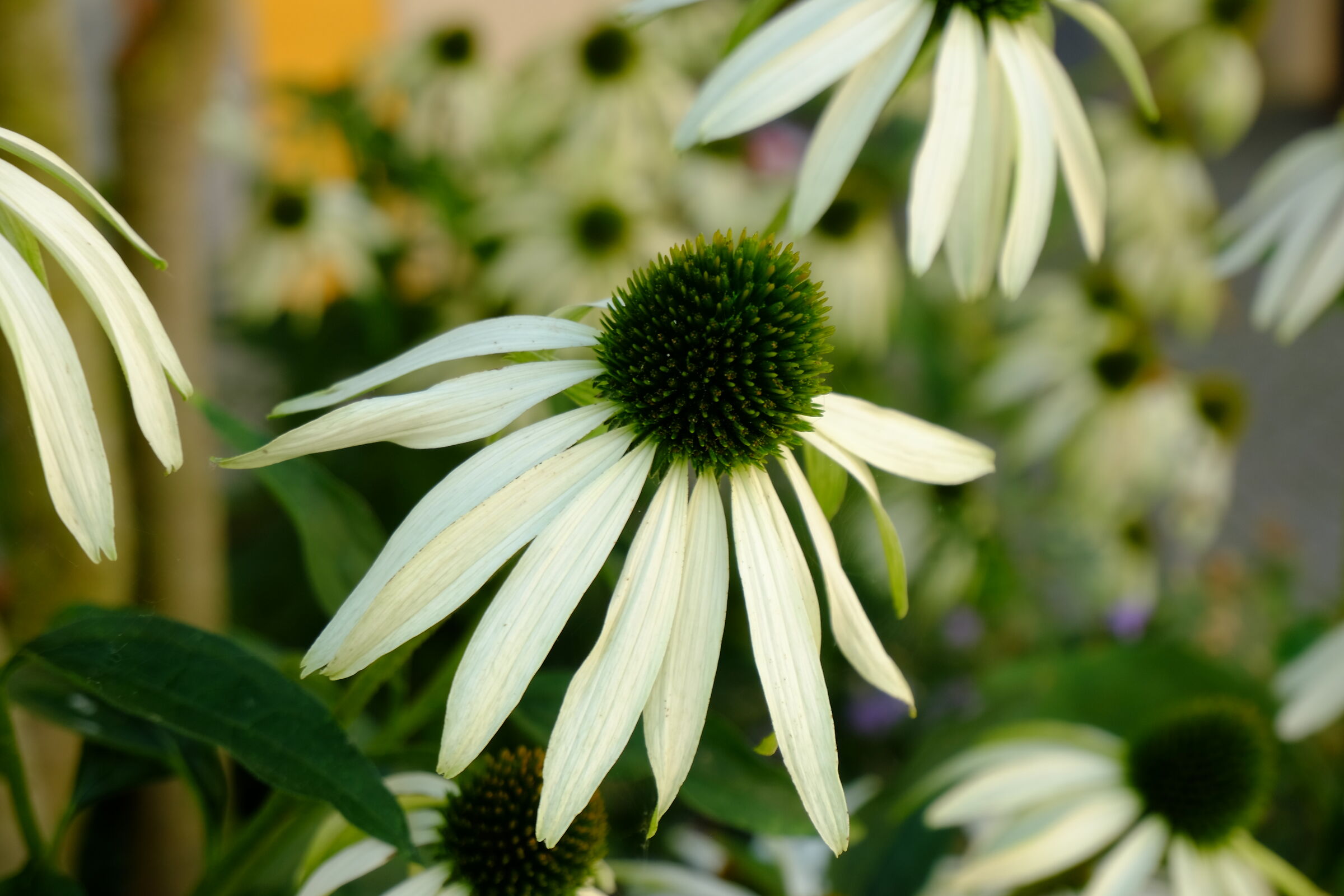Echinacea