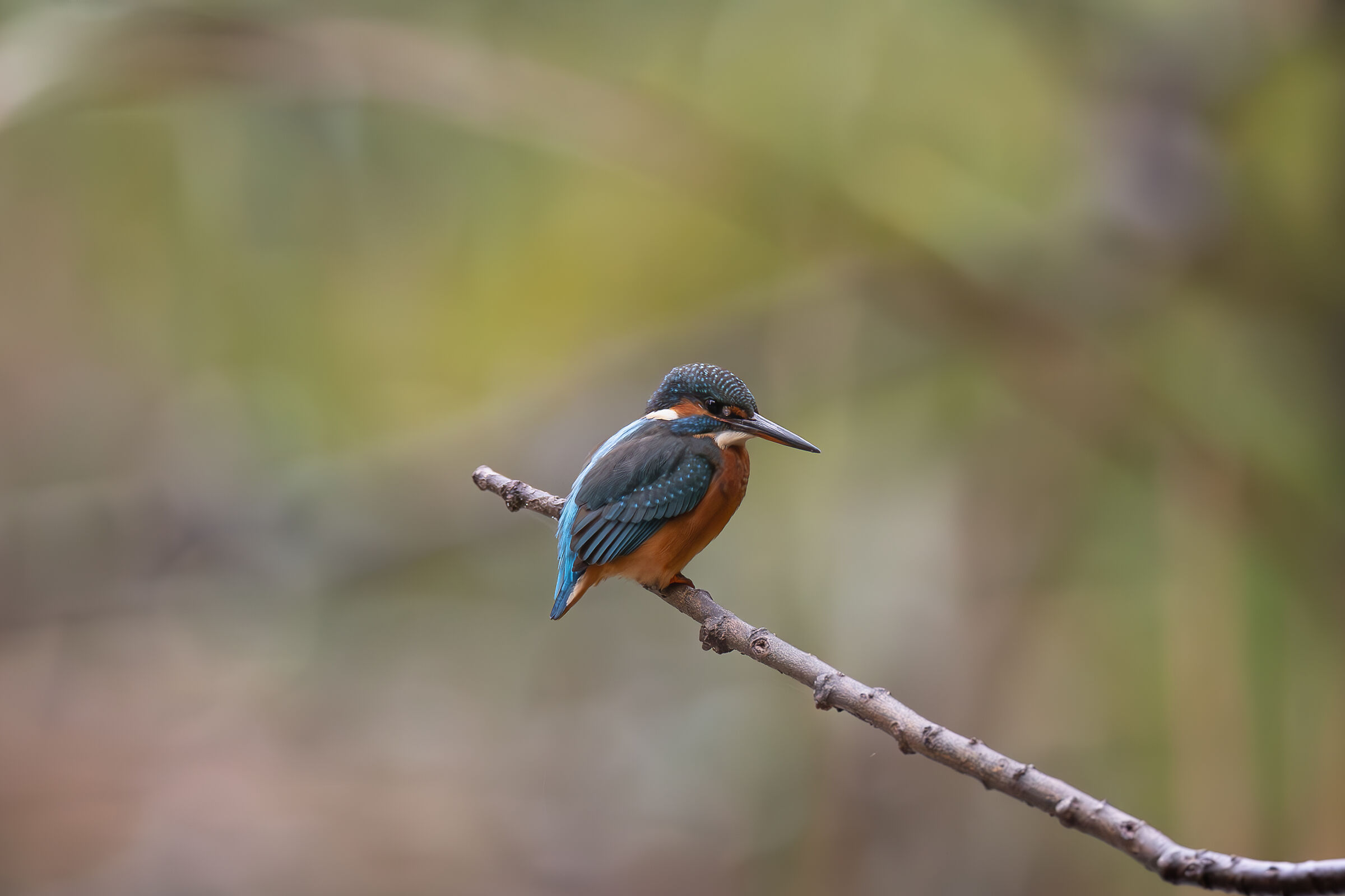 Kingfisher