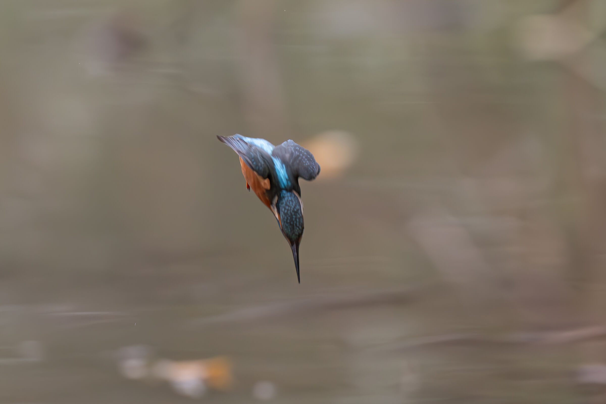 Kingfisher