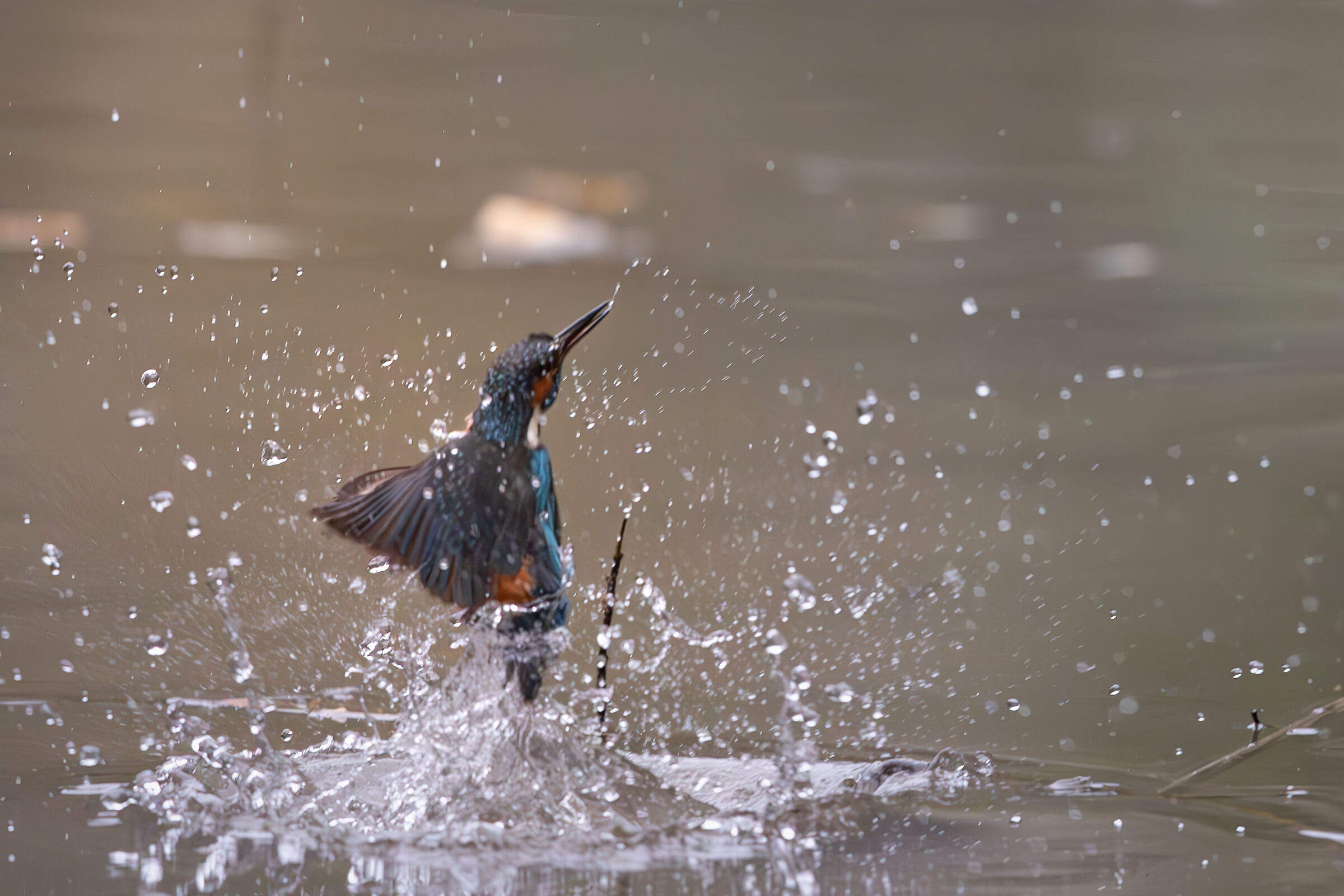 Kingfisher