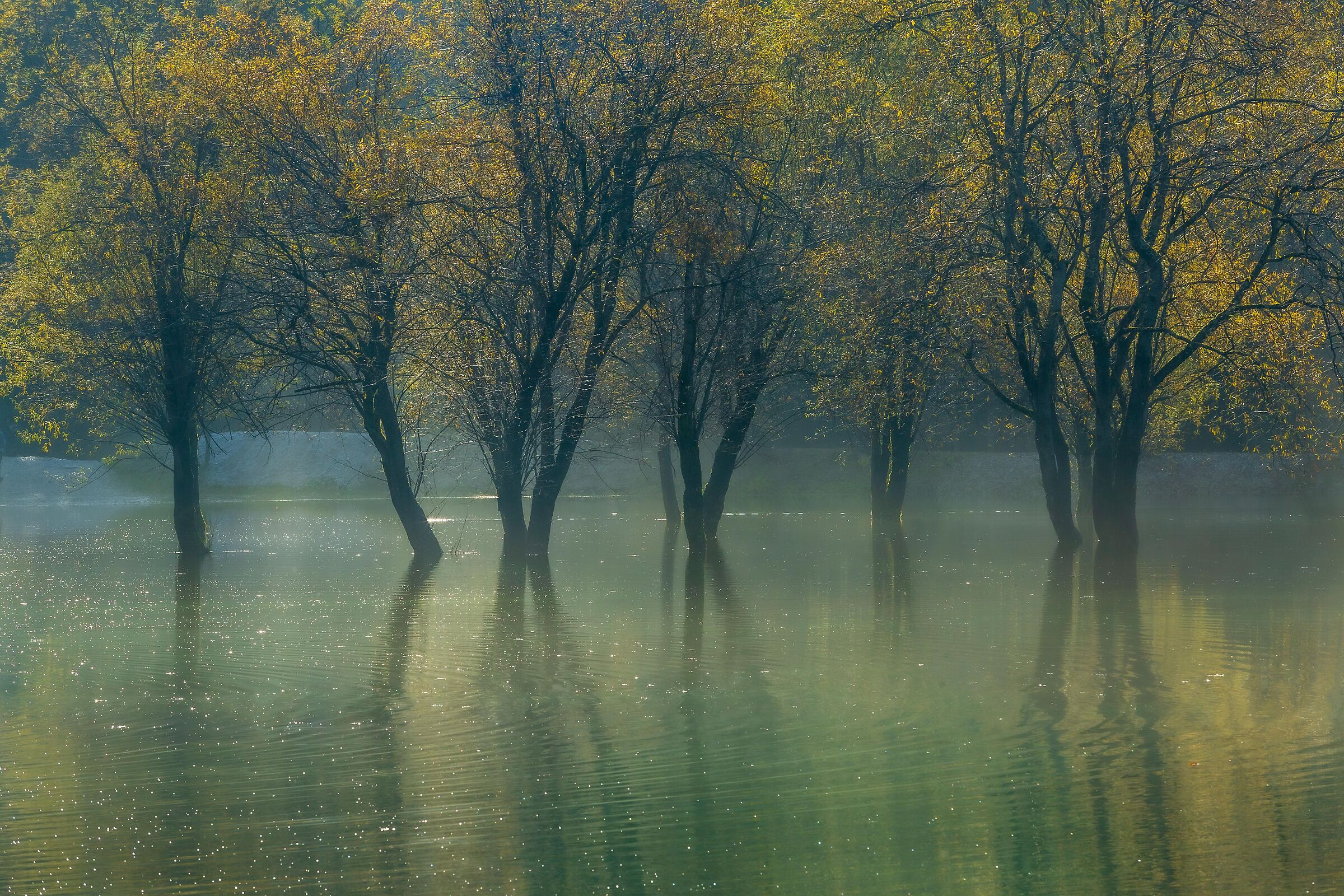 Alberi d'acqua dolce.