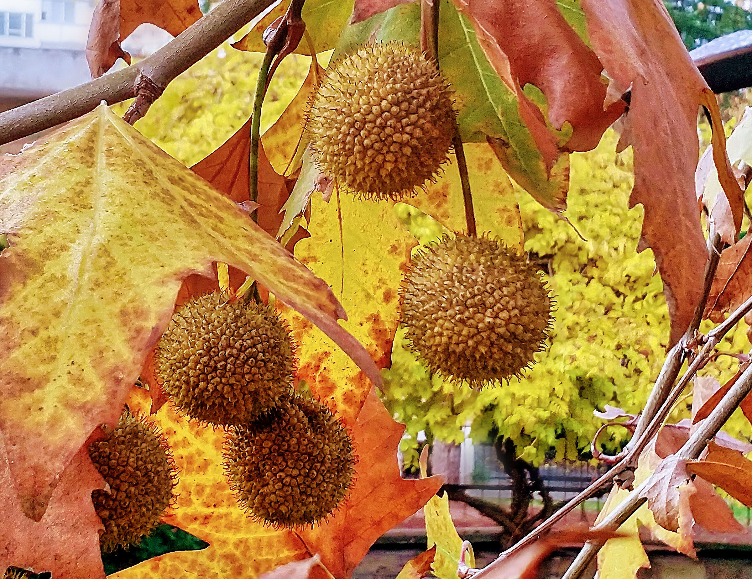 Autumn in the courtyard