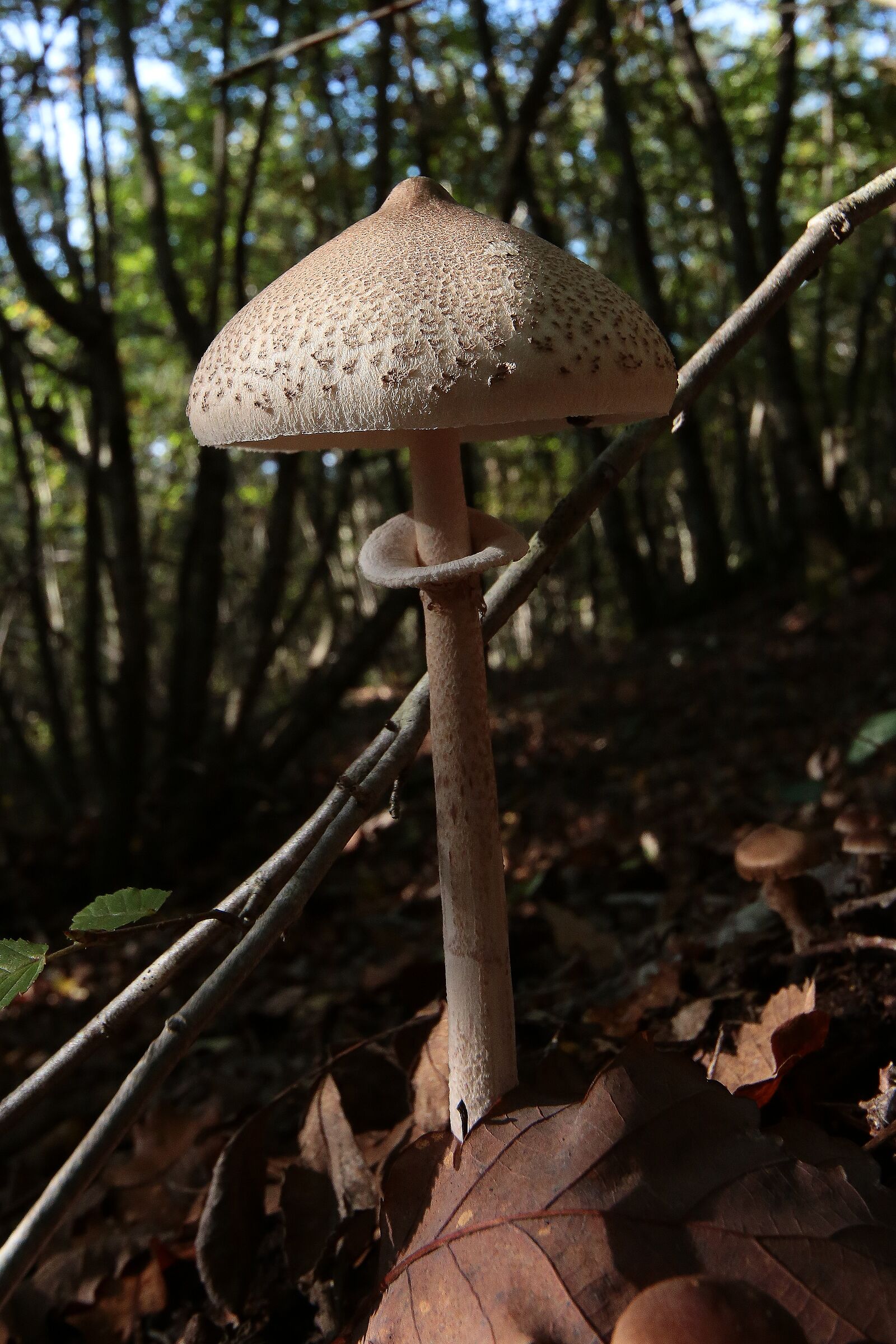 Passione funghi