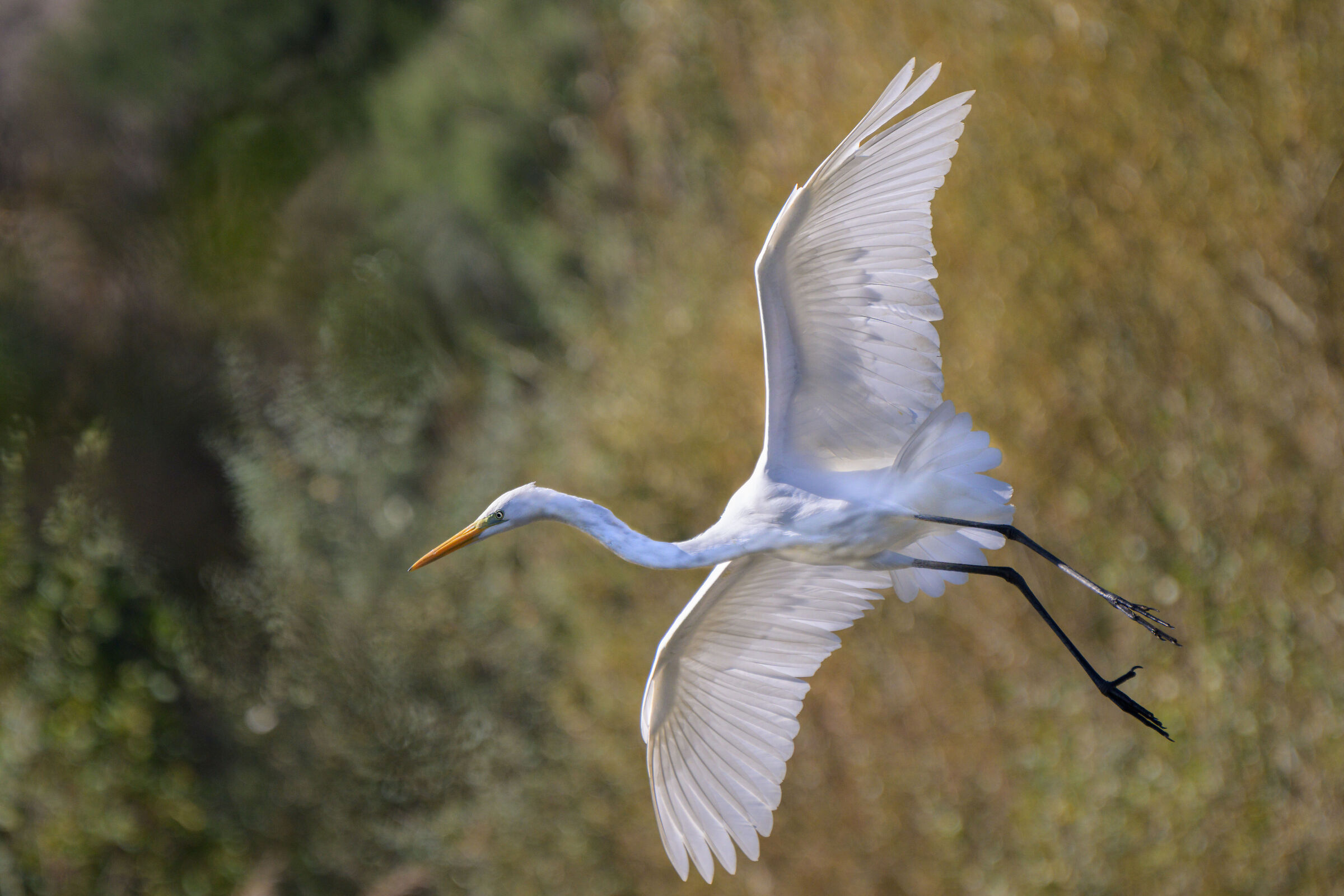 White Heron