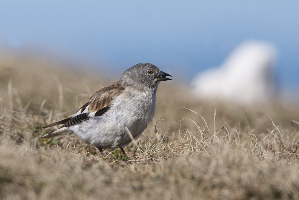 finch on Cefalone (Gran Sasso)