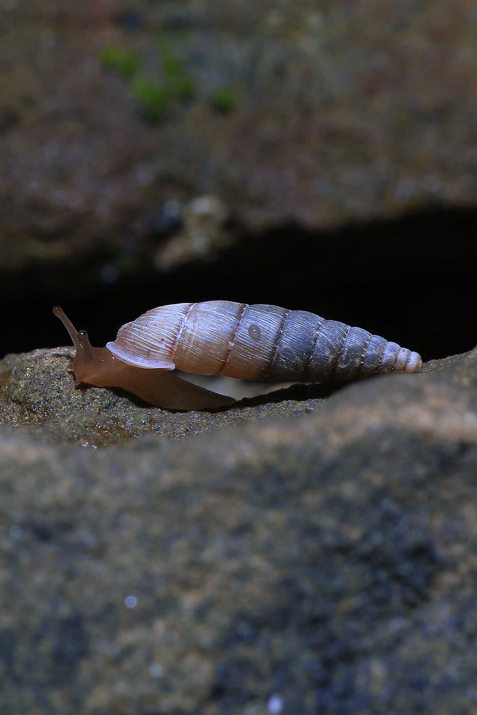 Macro di microchiocciola