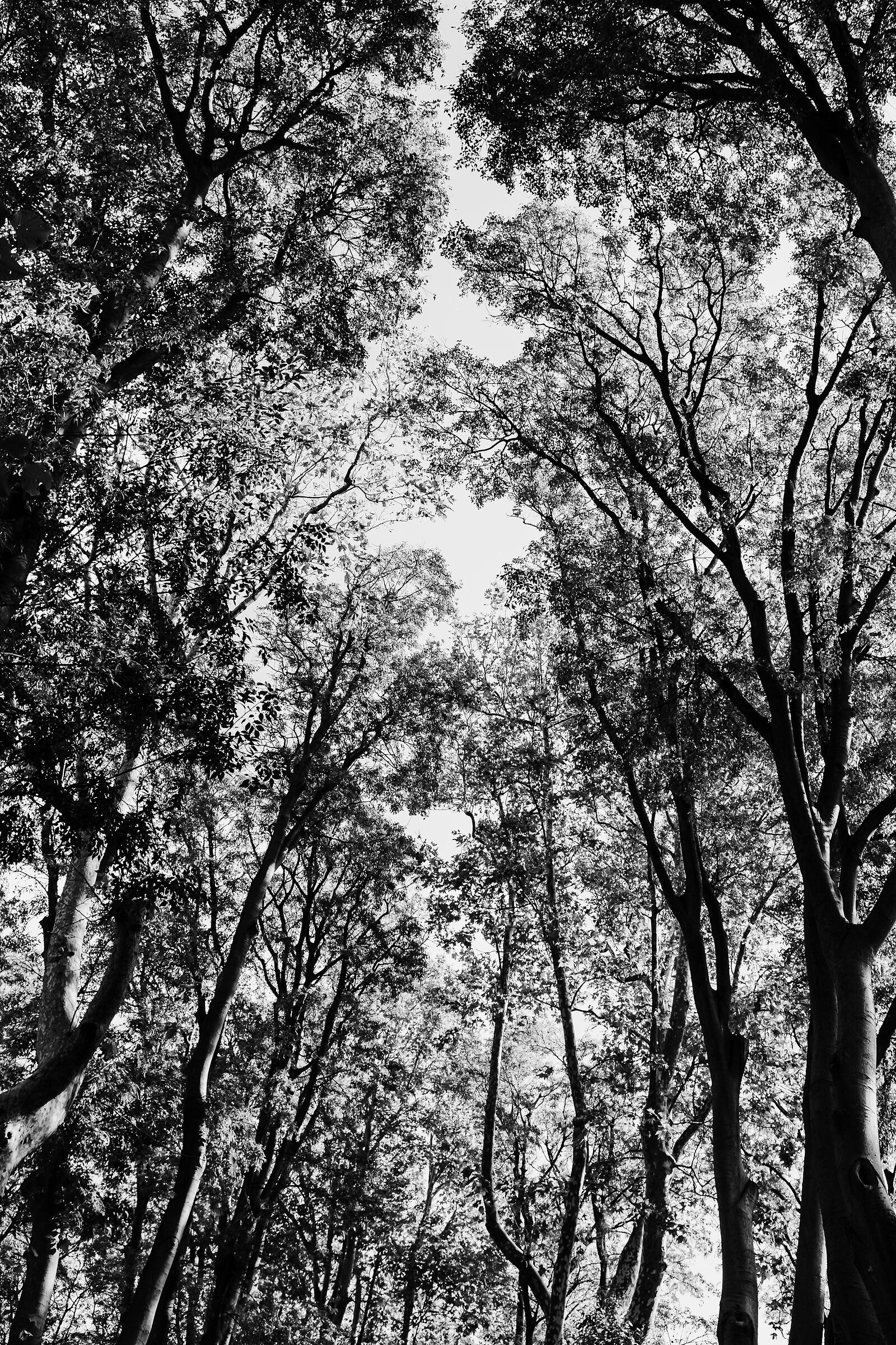 Alberi