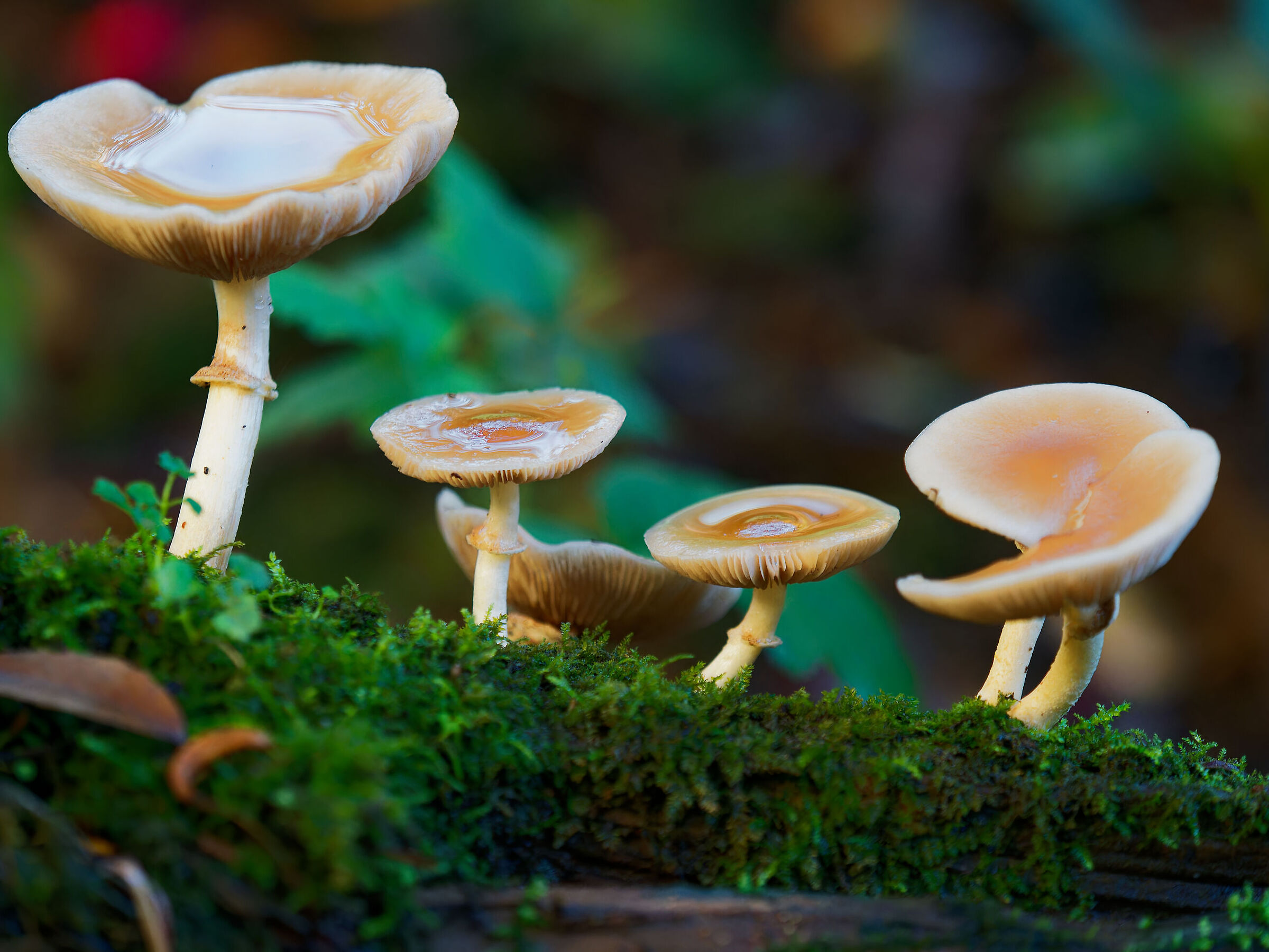 Autumn mushrooms