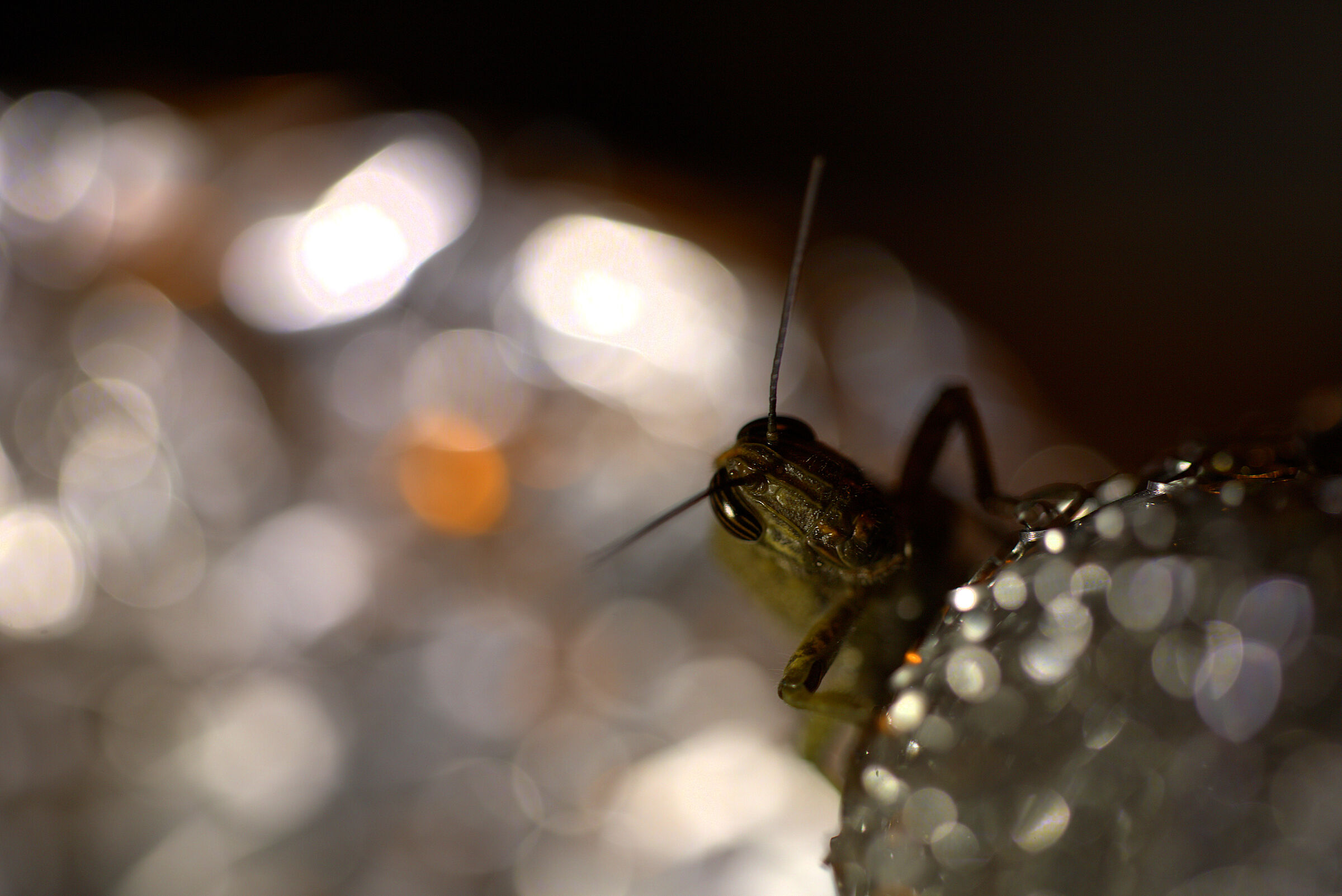 grasshopper