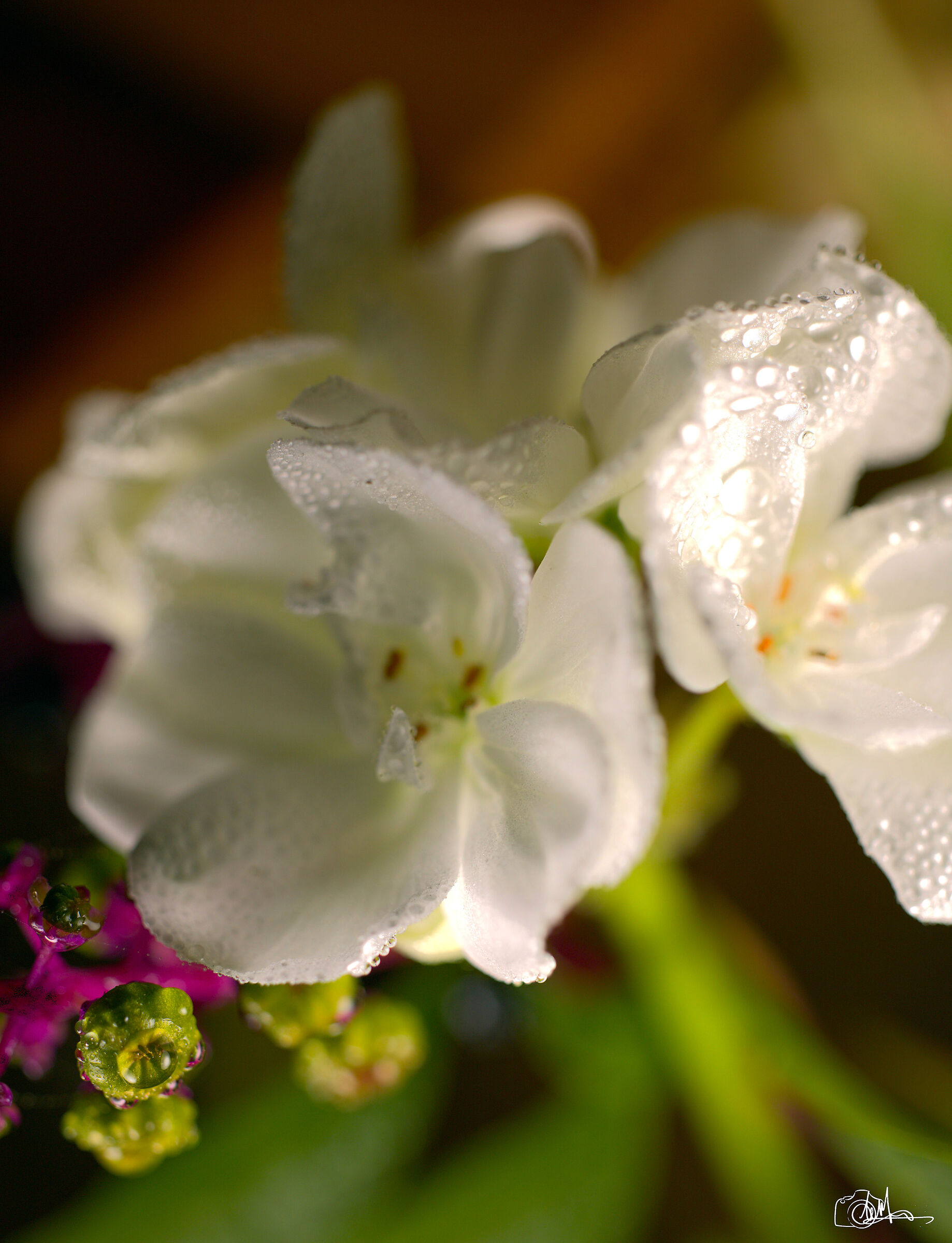 Geranium