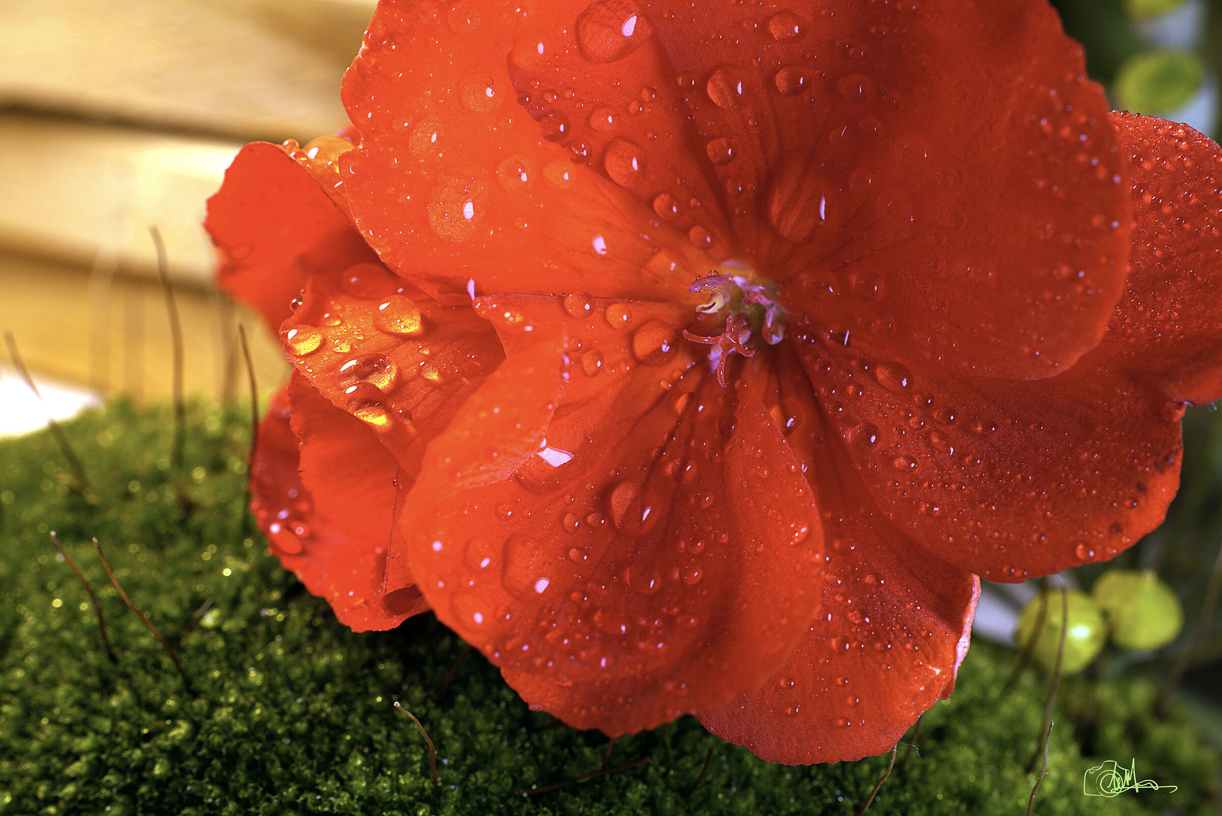 Geranium
