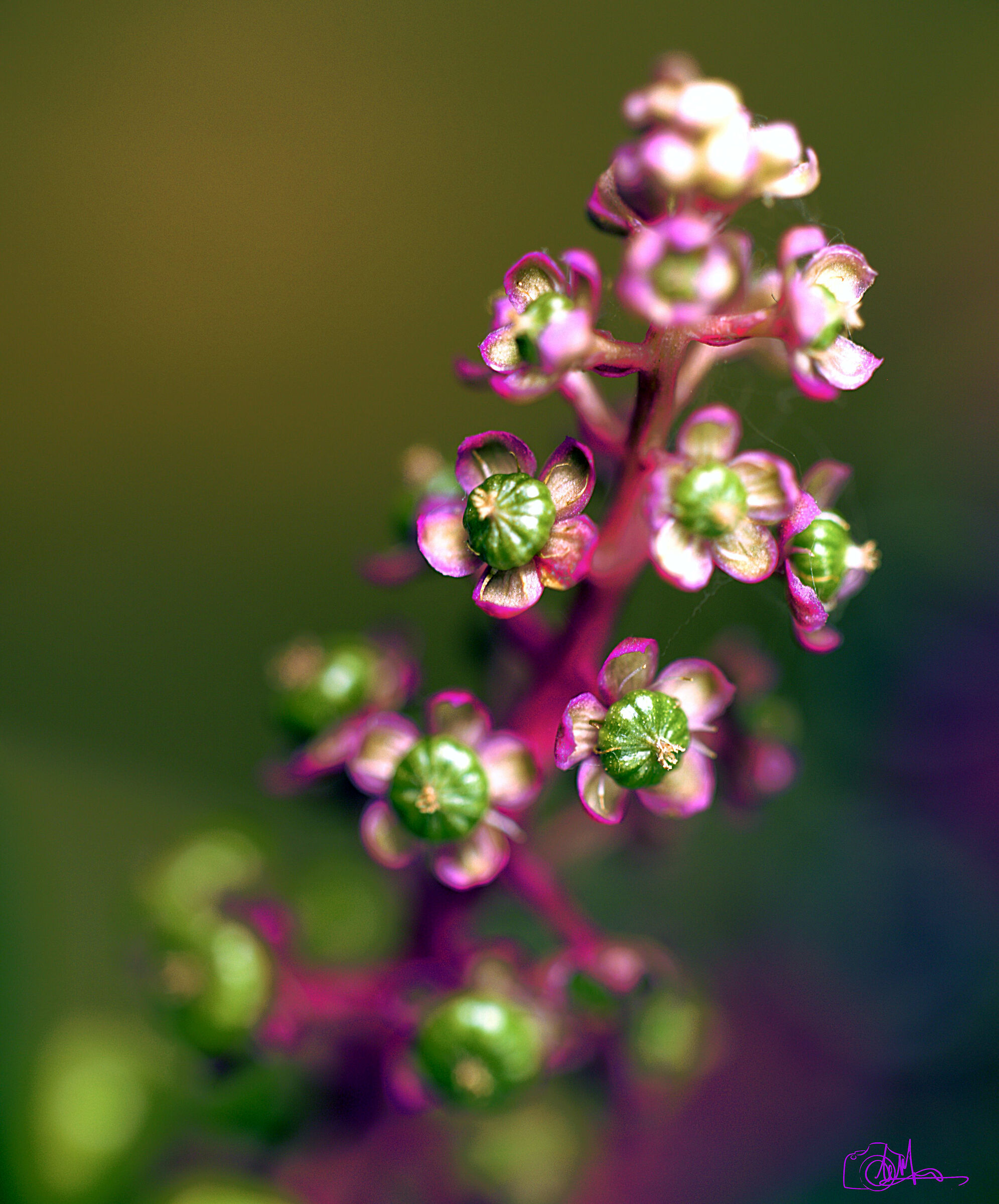 Phytolacca Americana
