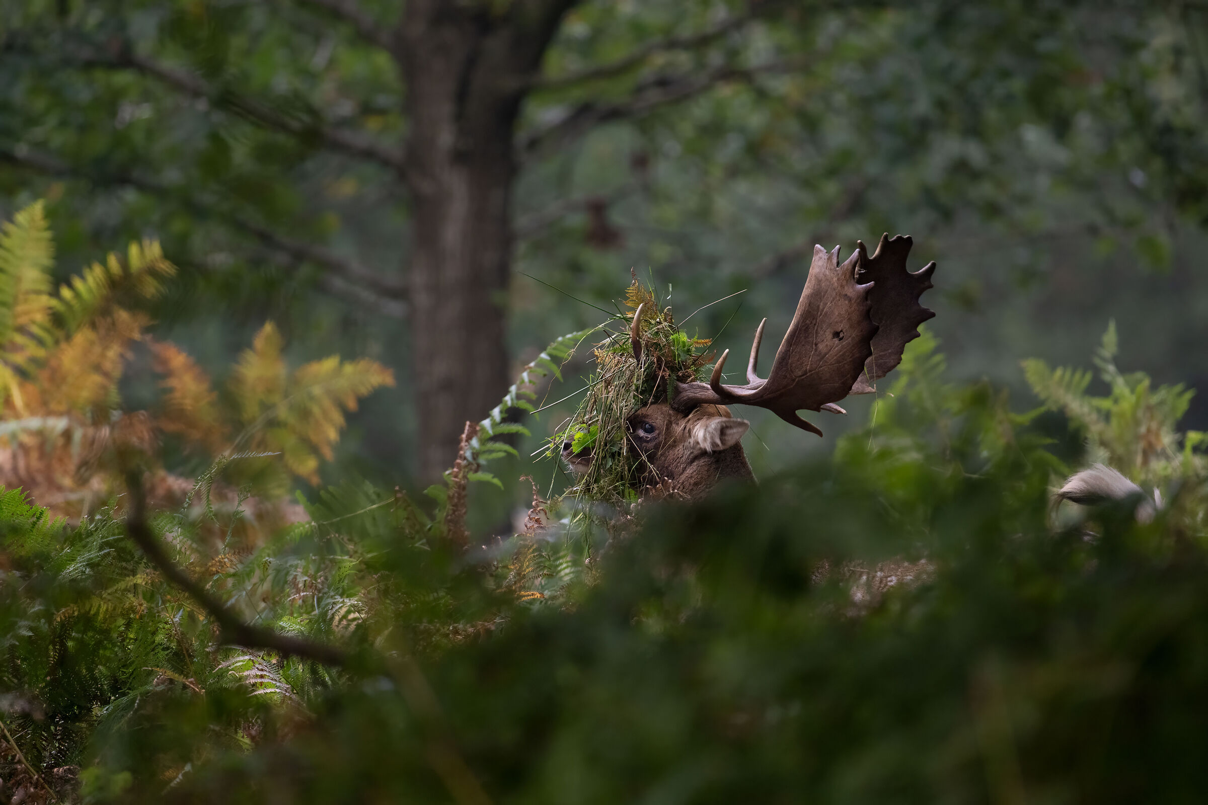Am I beautiful? Fallow deer tduring rut season