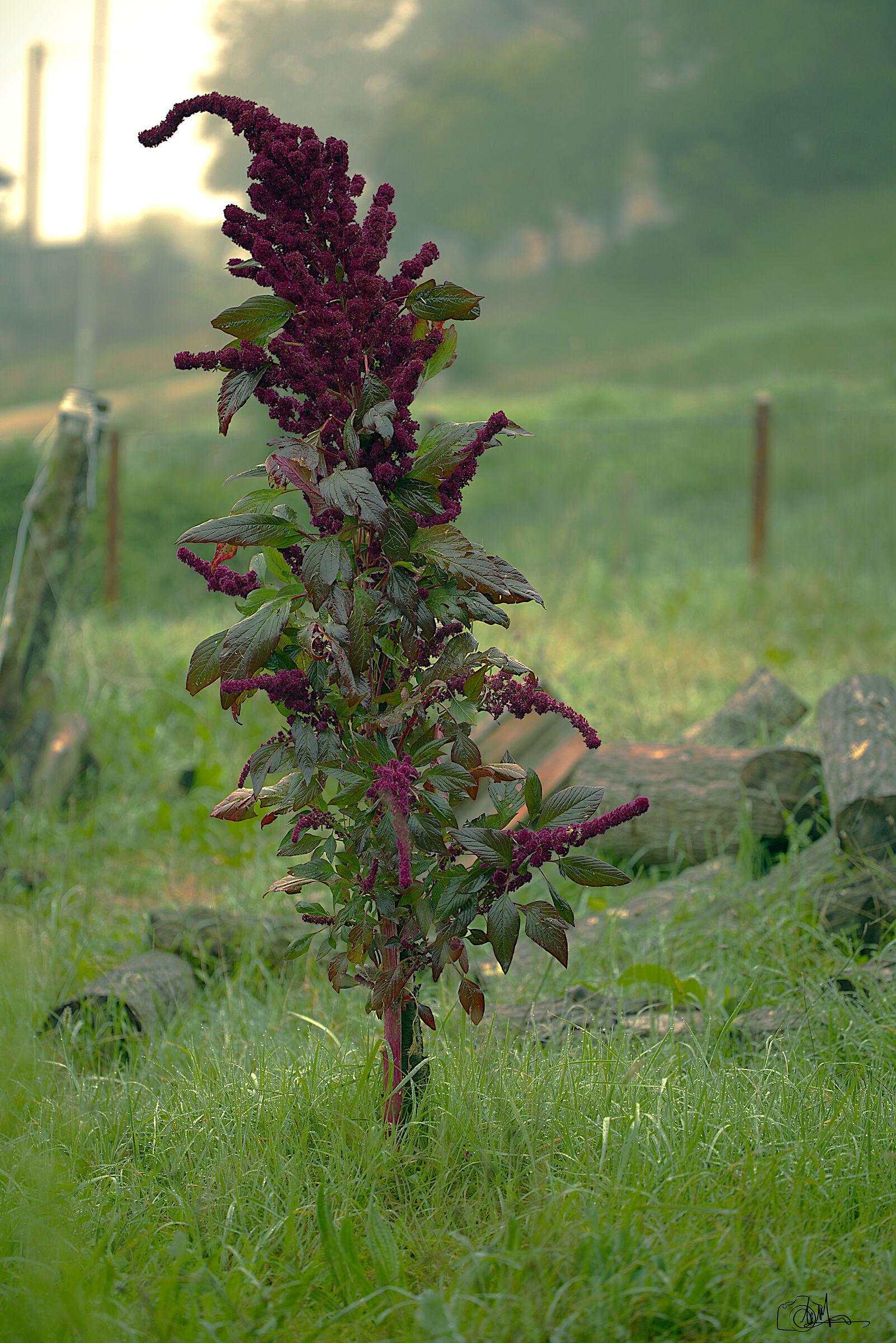 Amaranthus