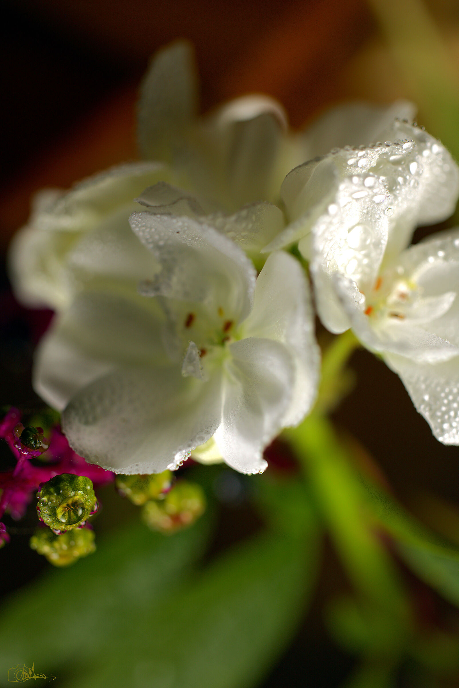 Untitled Photo
