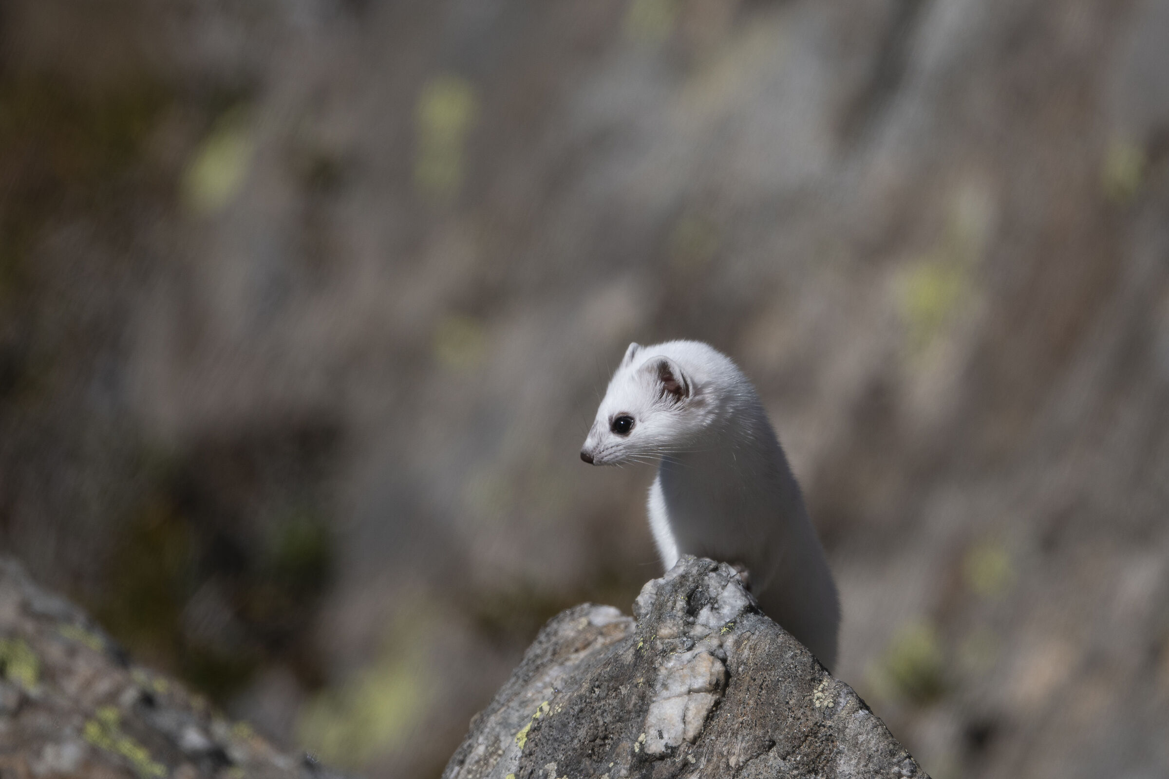 Ermine