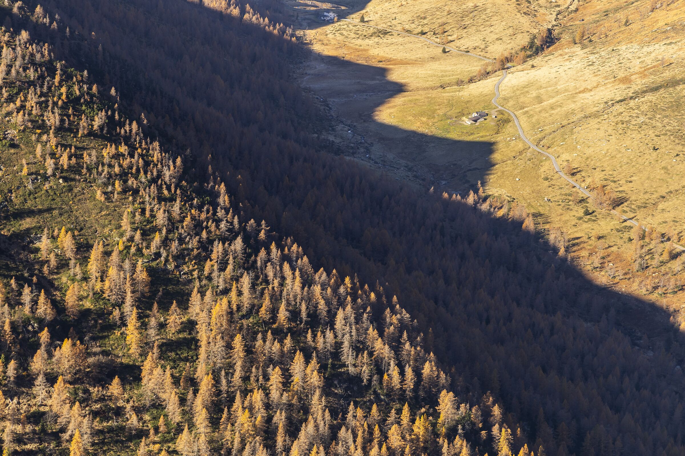 Autumn larches at the Vivione Pass