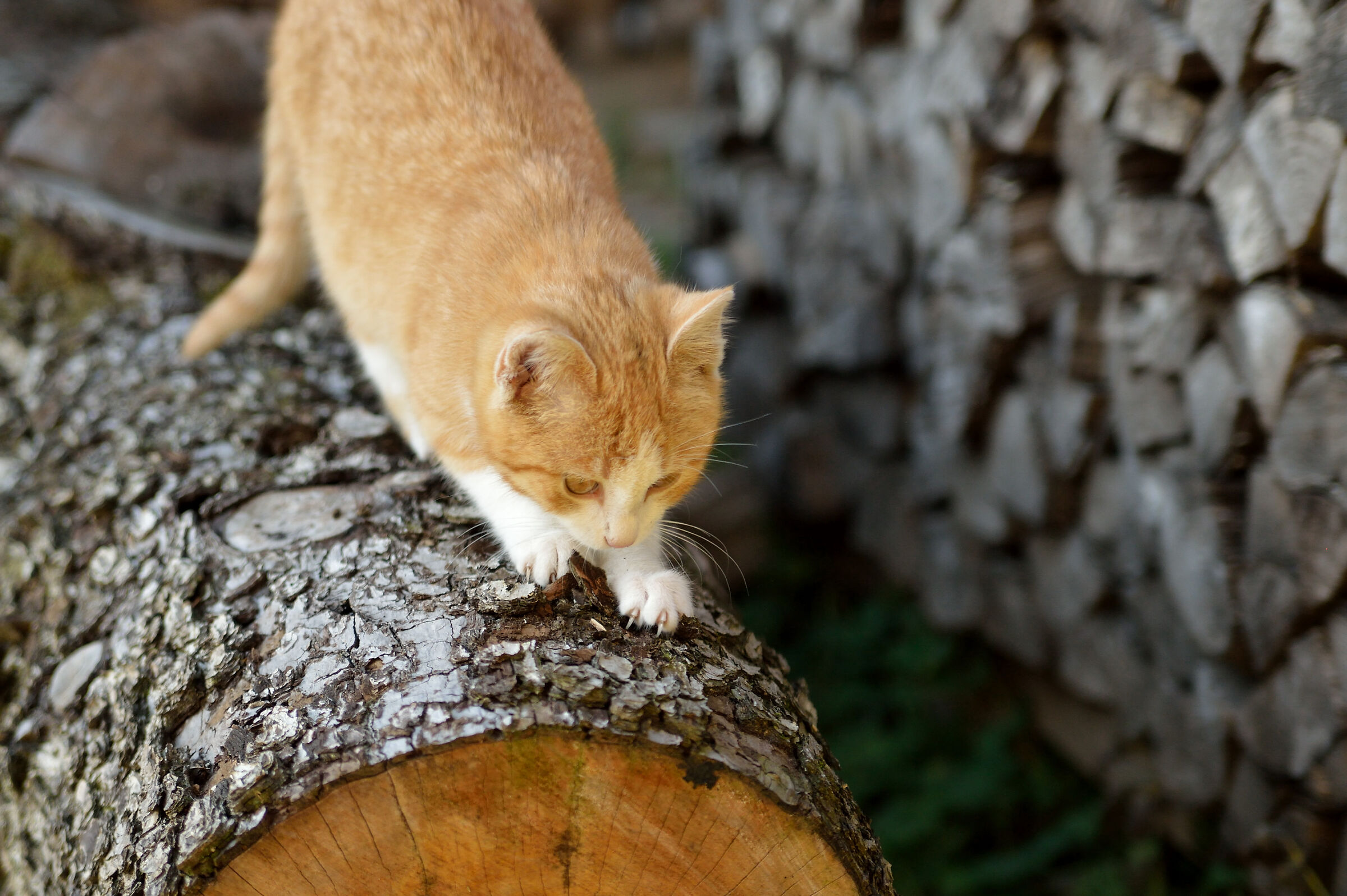 Testing the claws