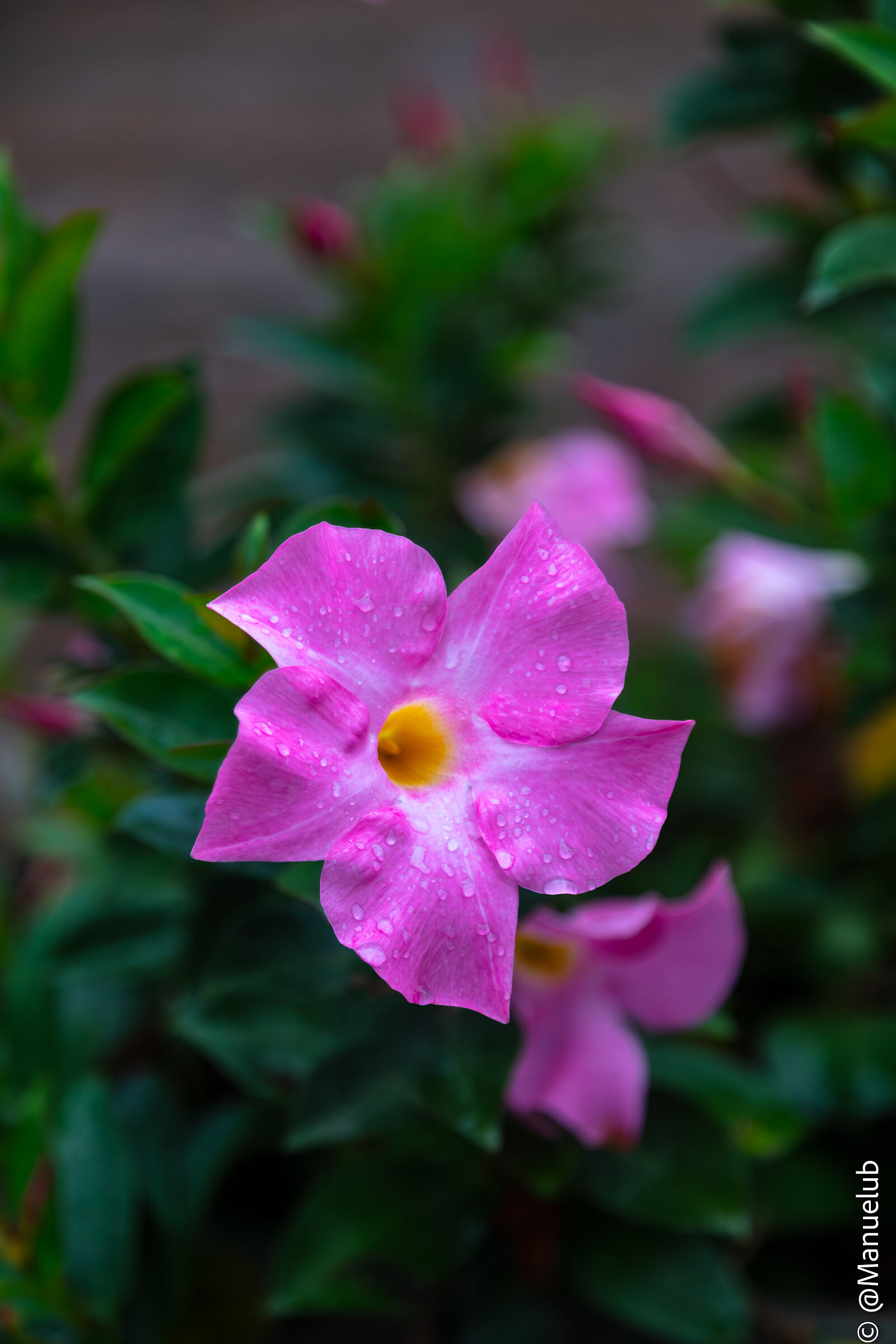 The crown of a flower is the rain