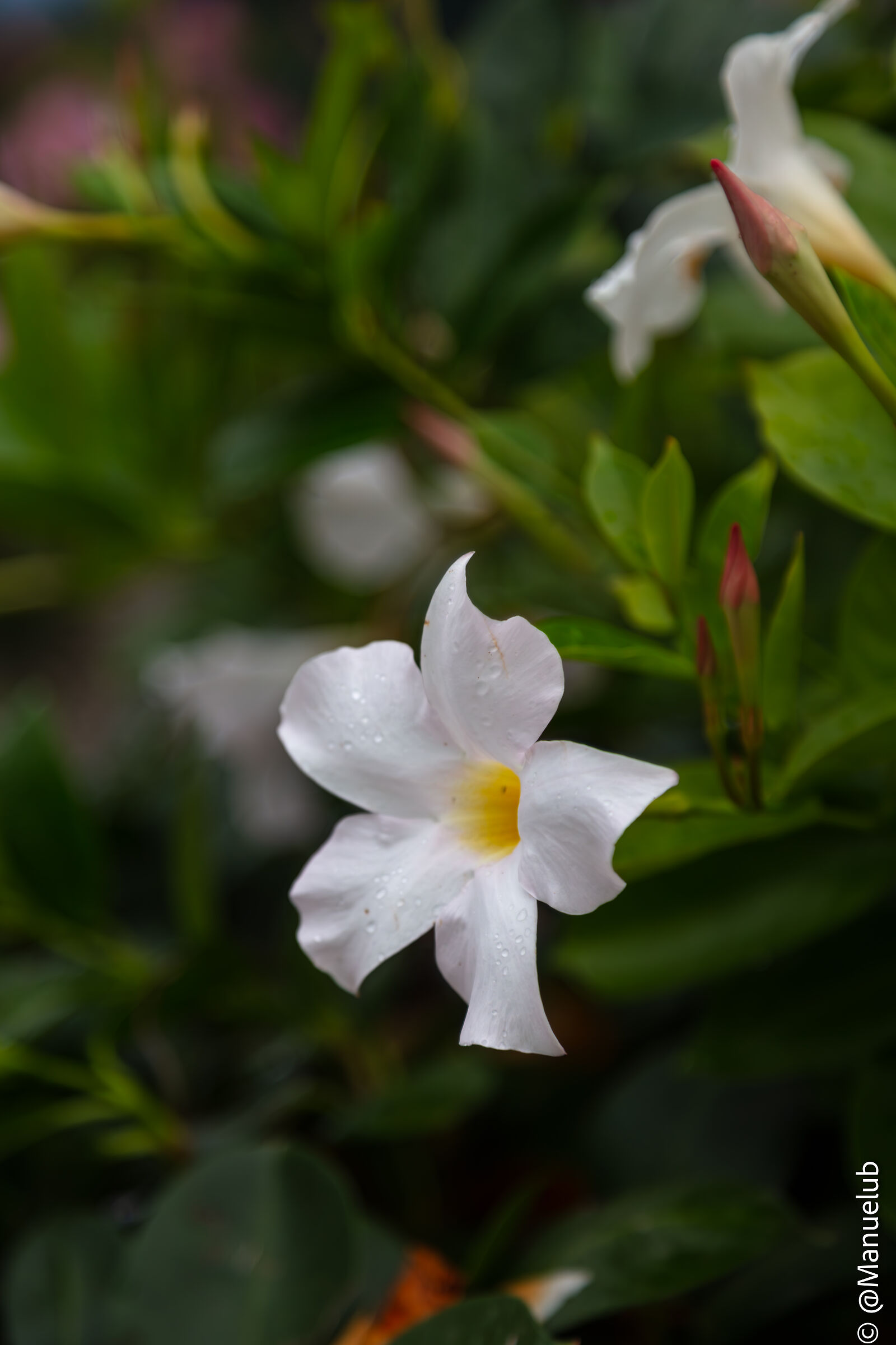 White flower