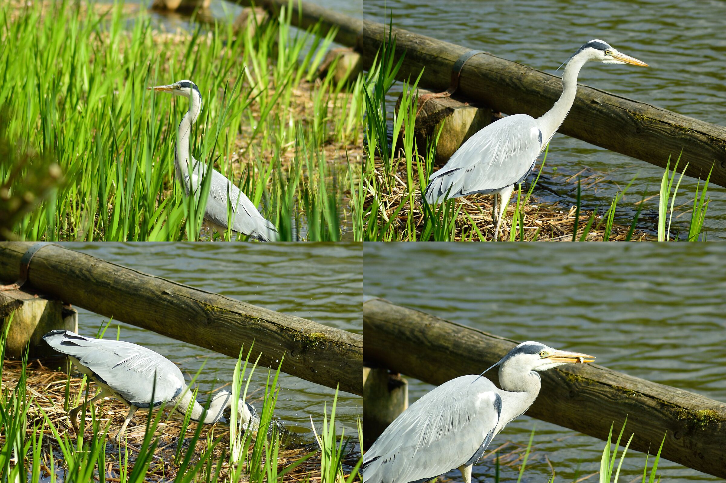Grey heron on the prawl