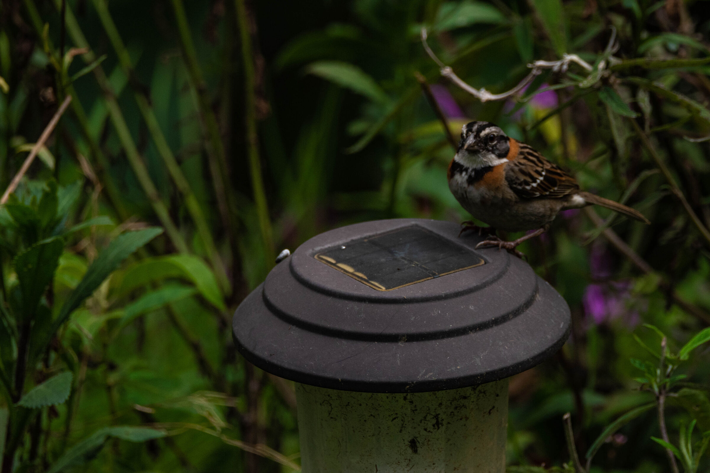 Zonotrichia capensis
