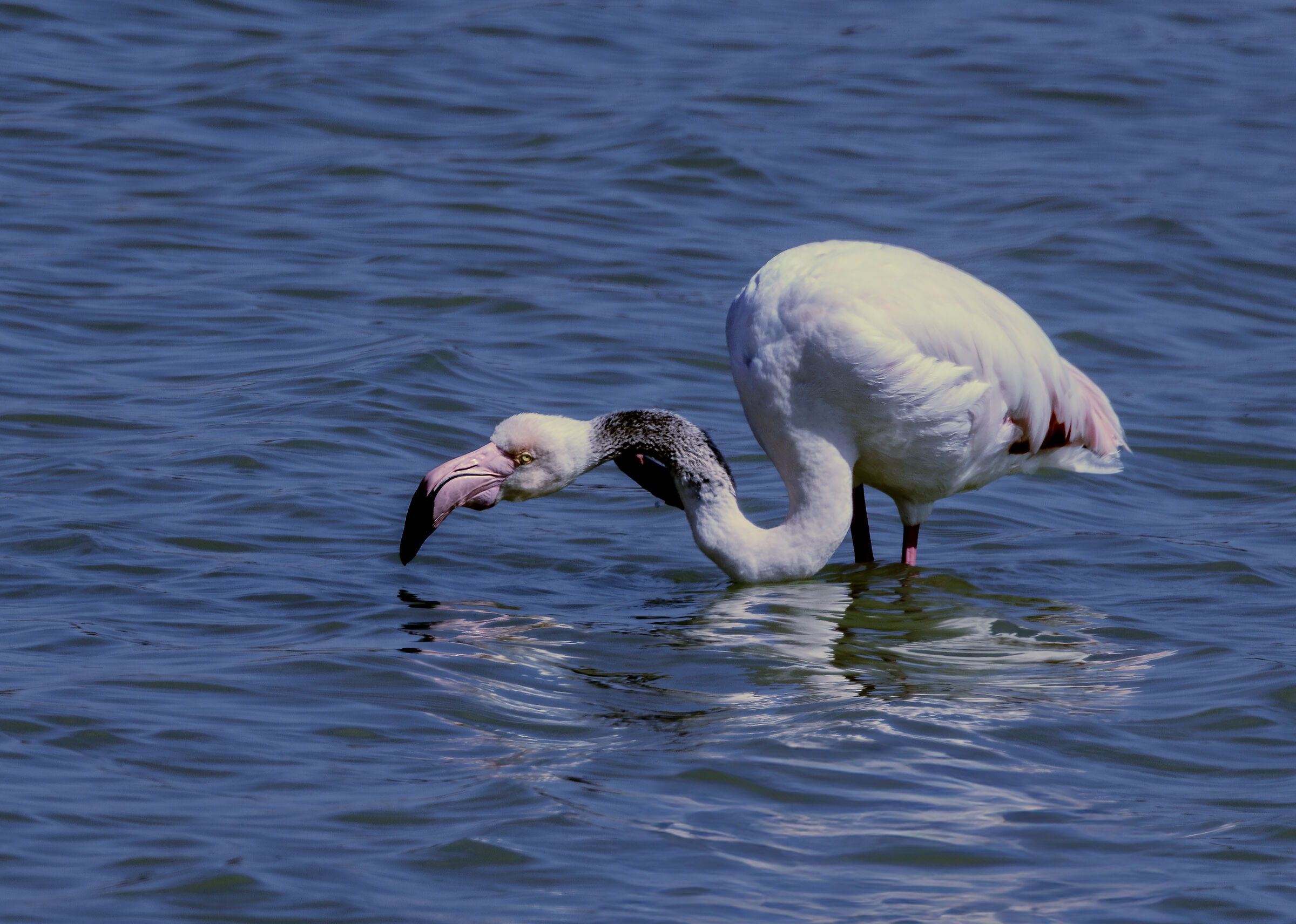 Pink flamingo Salina dei Monaci