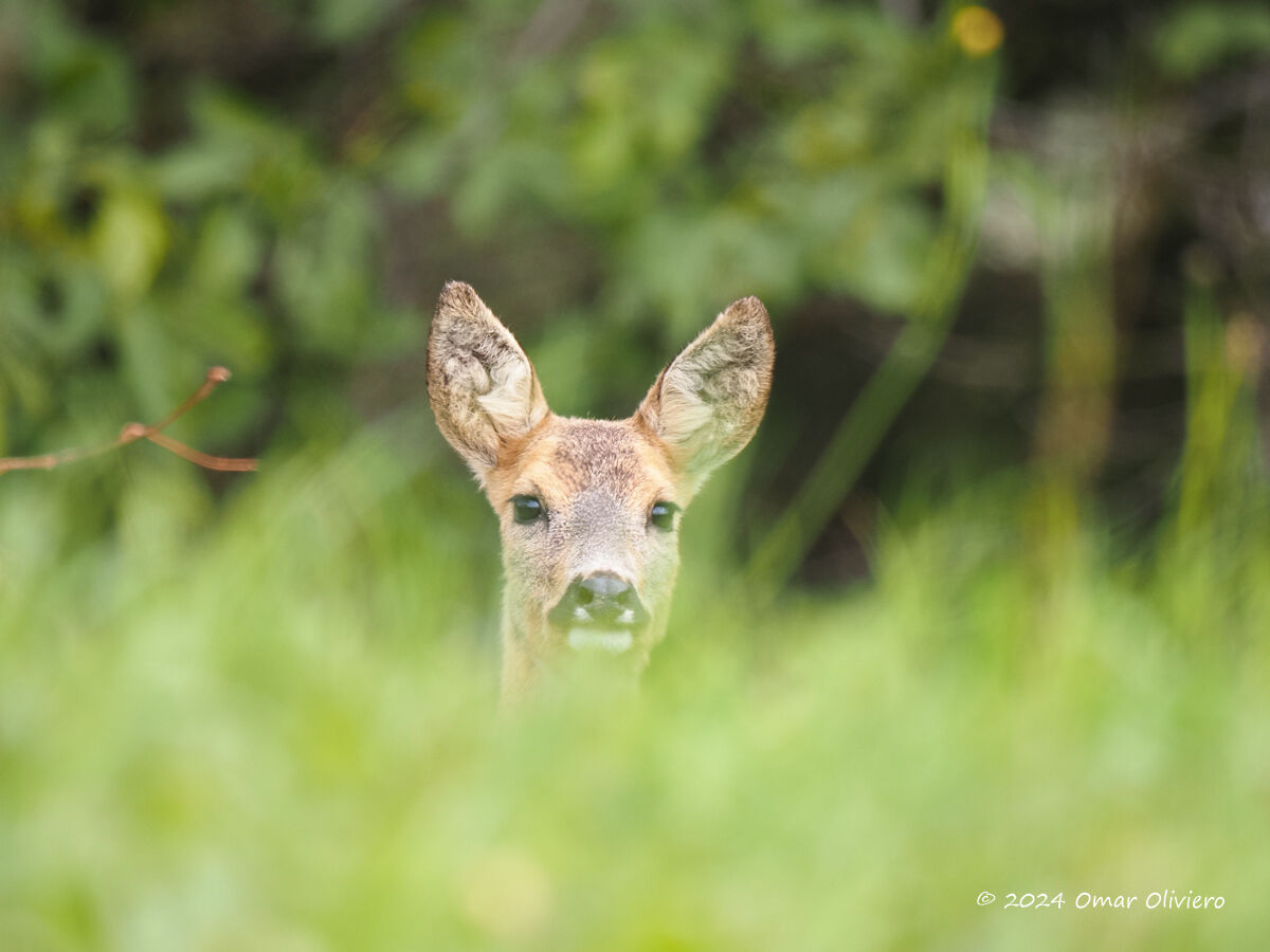 Capriolo curioso