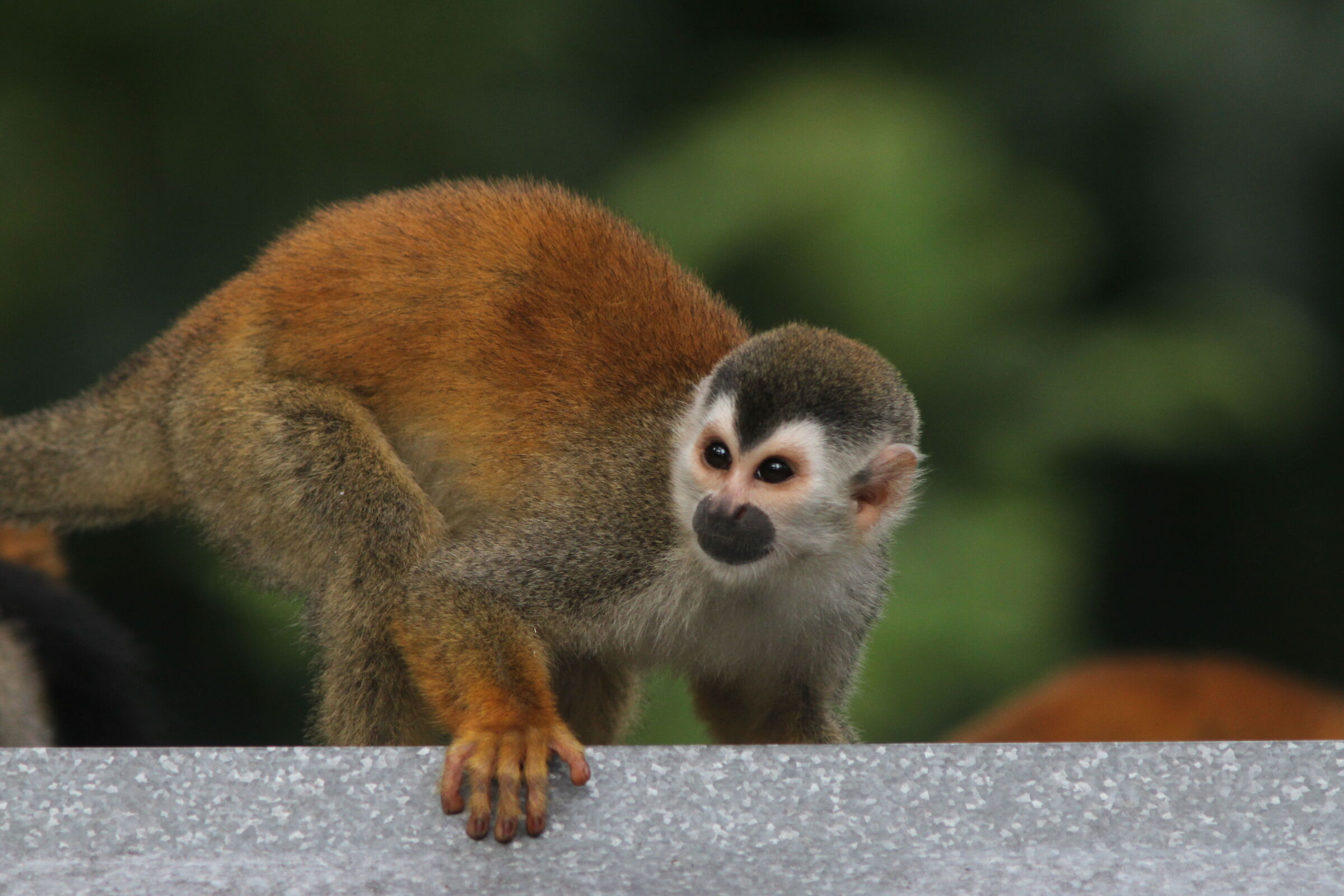 Squirrel Monkey (Costa Rica) Manuel Antonio Park