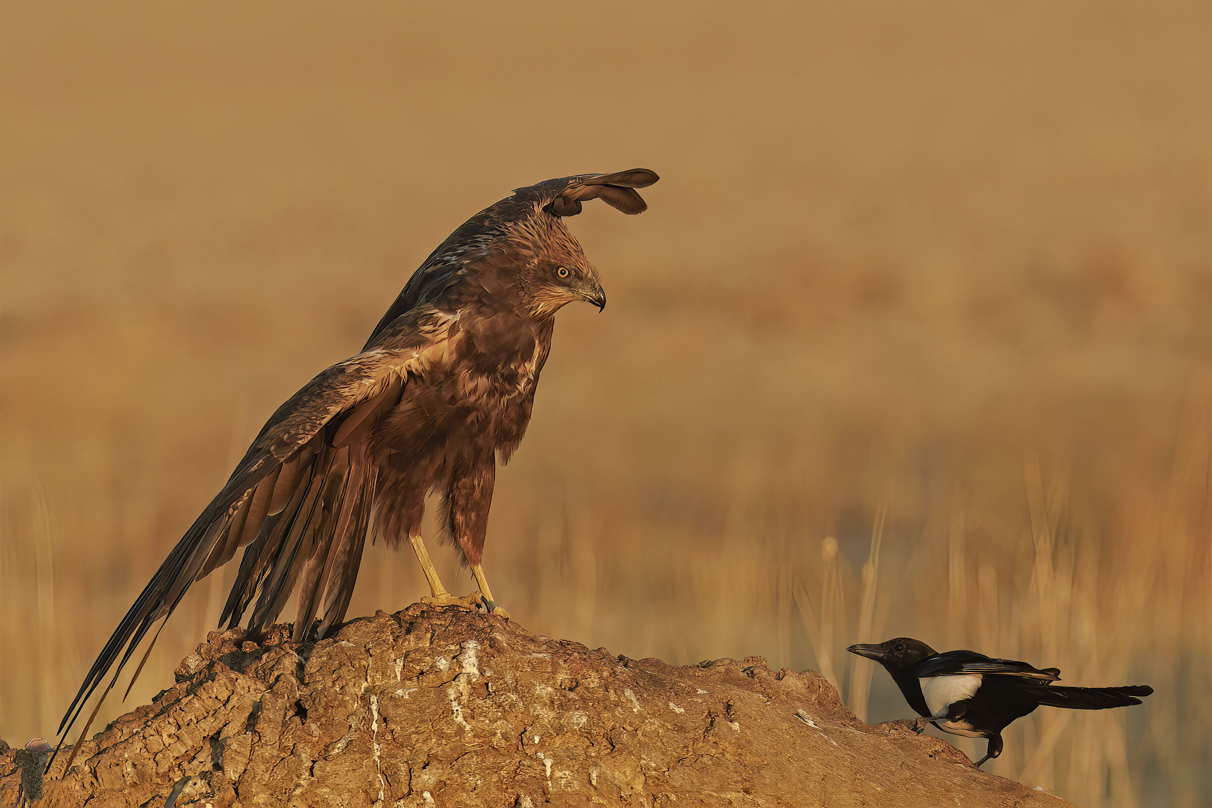 Imperial Eagle vs Magpie