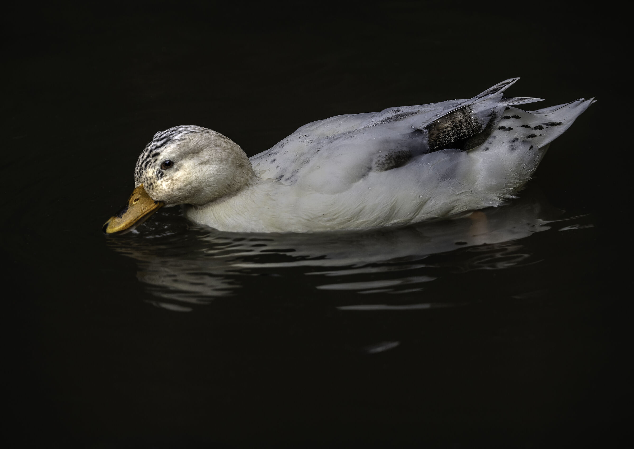 Germano Reale bianco