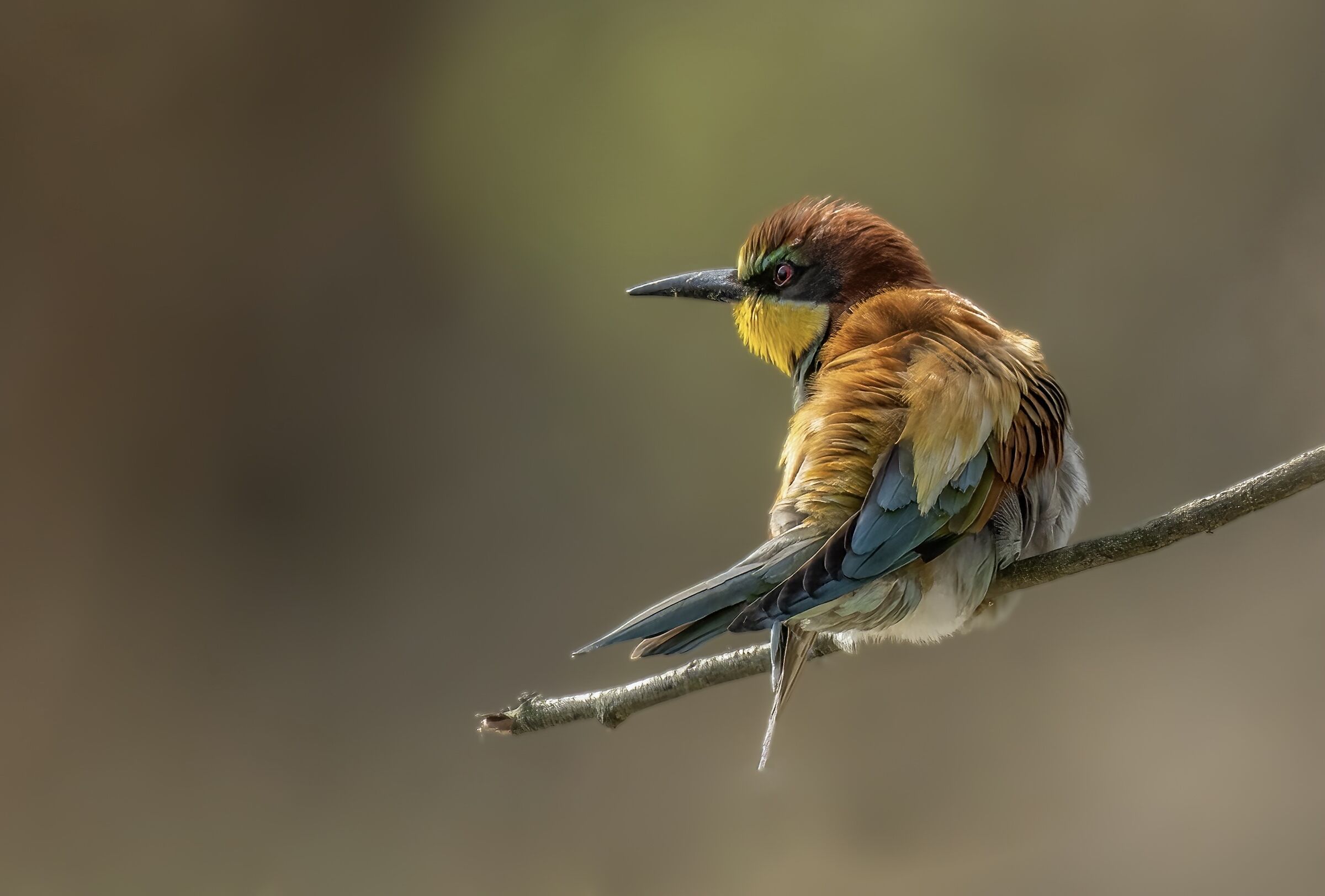 Bee-eater