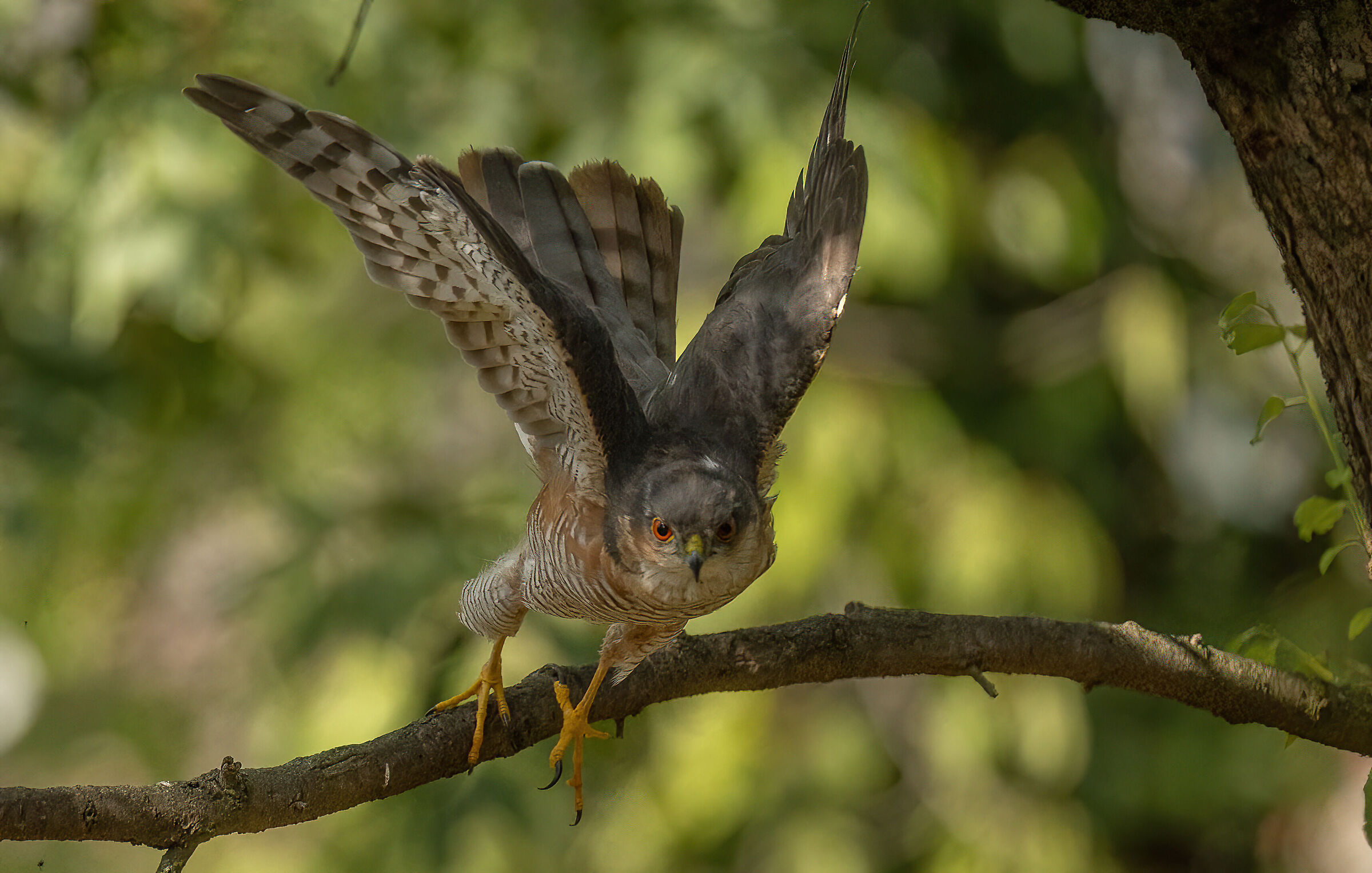 Sparrowhawk