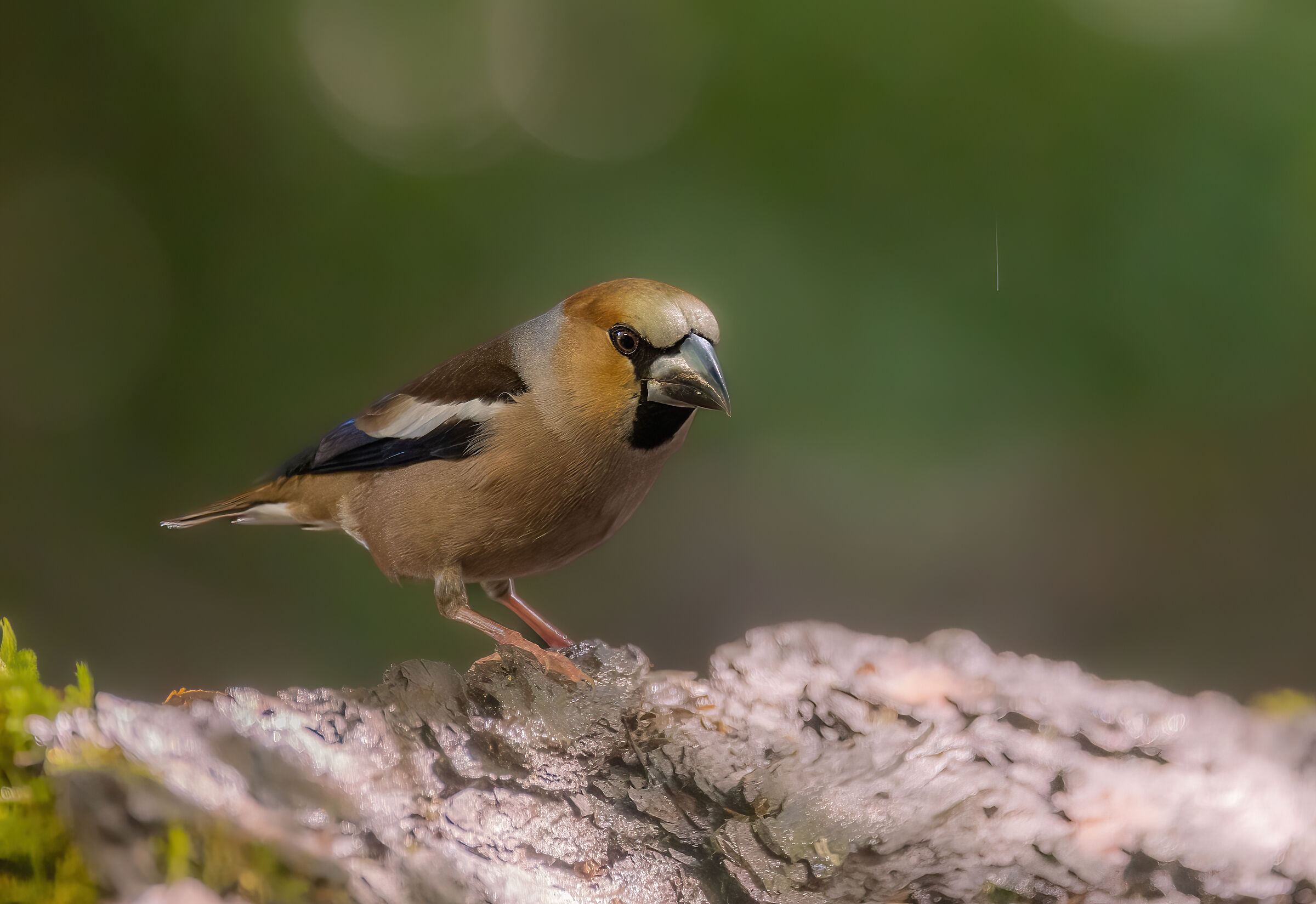 Hawfinch