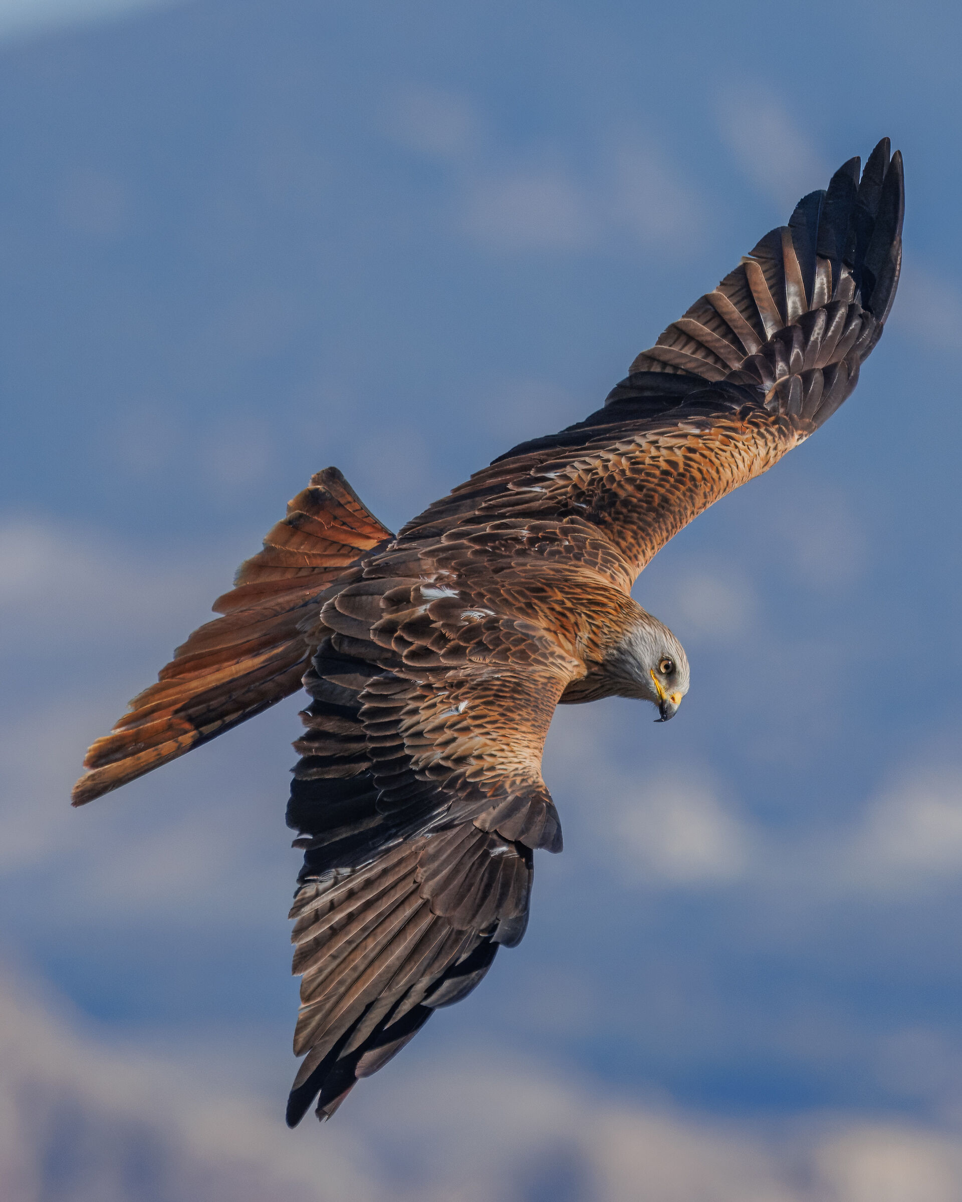 Red kite