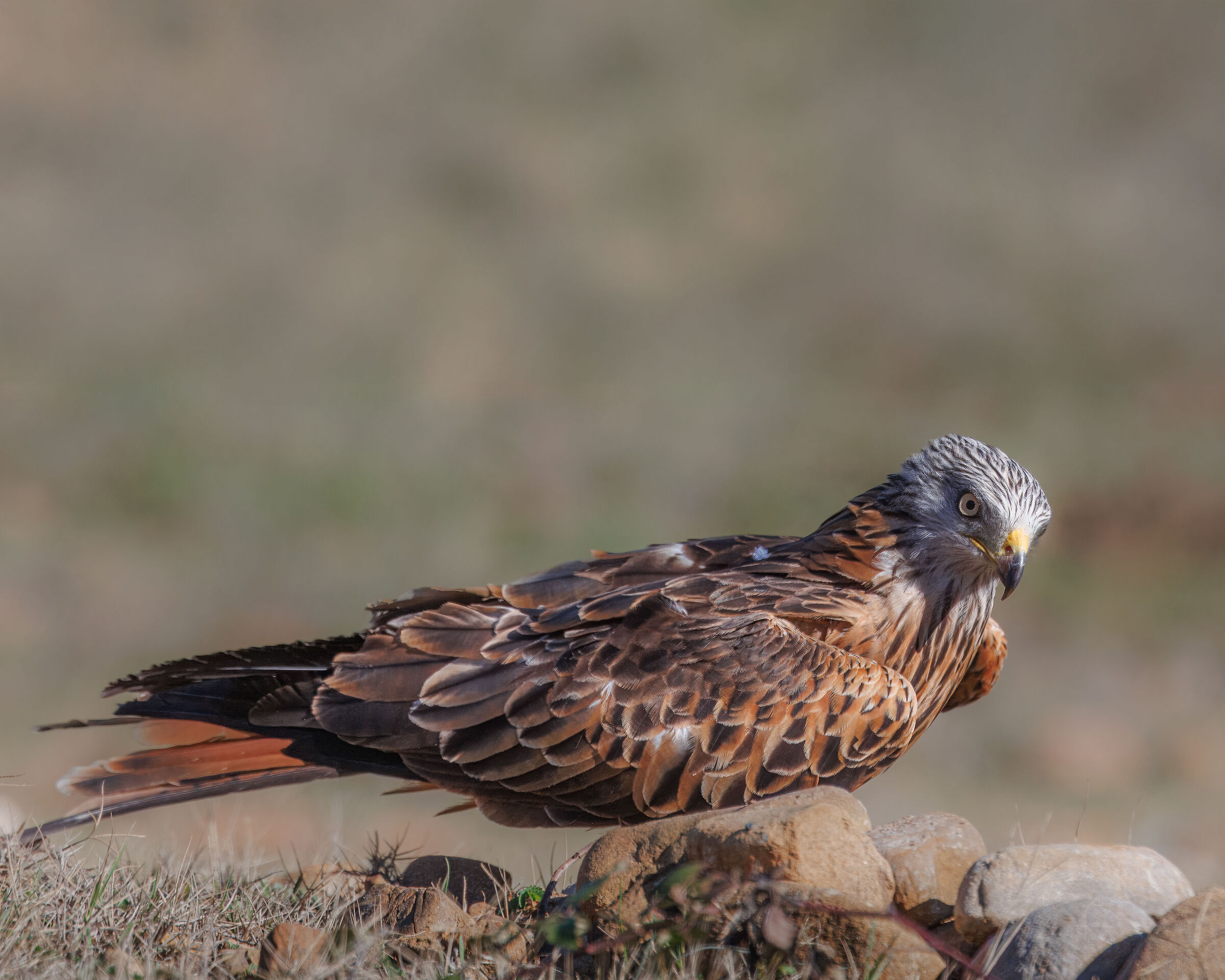 Red kite