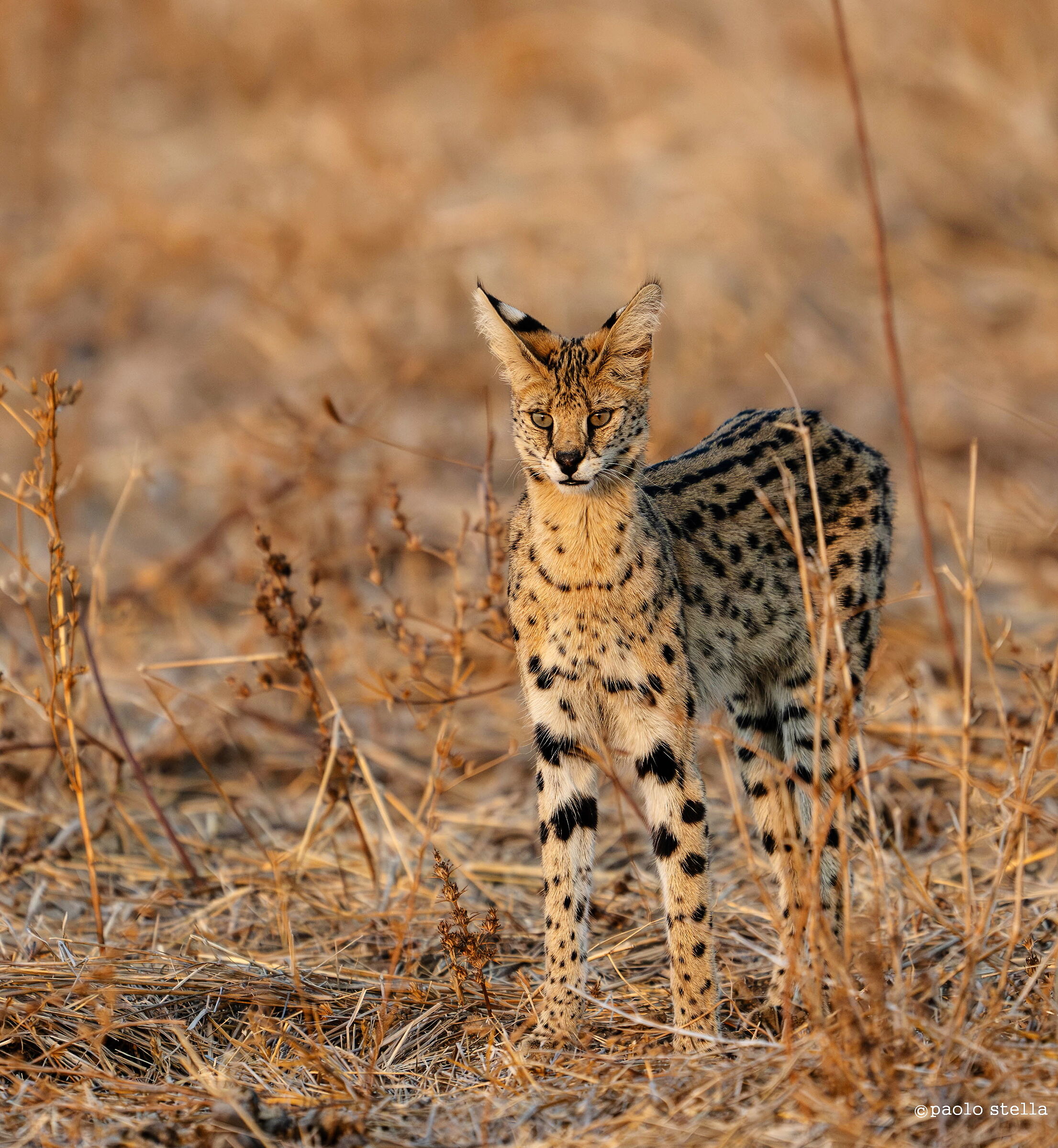 The serval