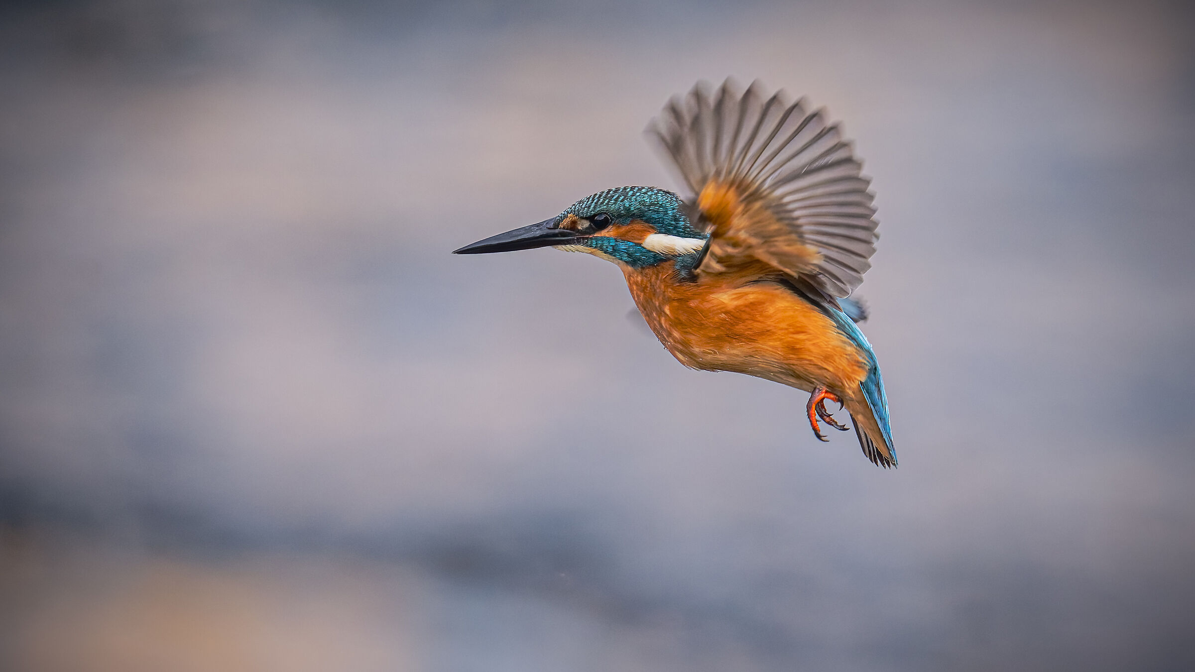 king fisher