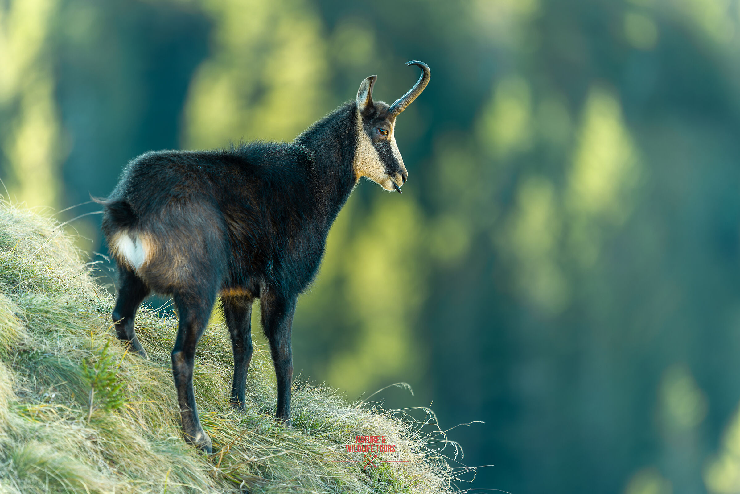 Il matrimonio di Camoscio