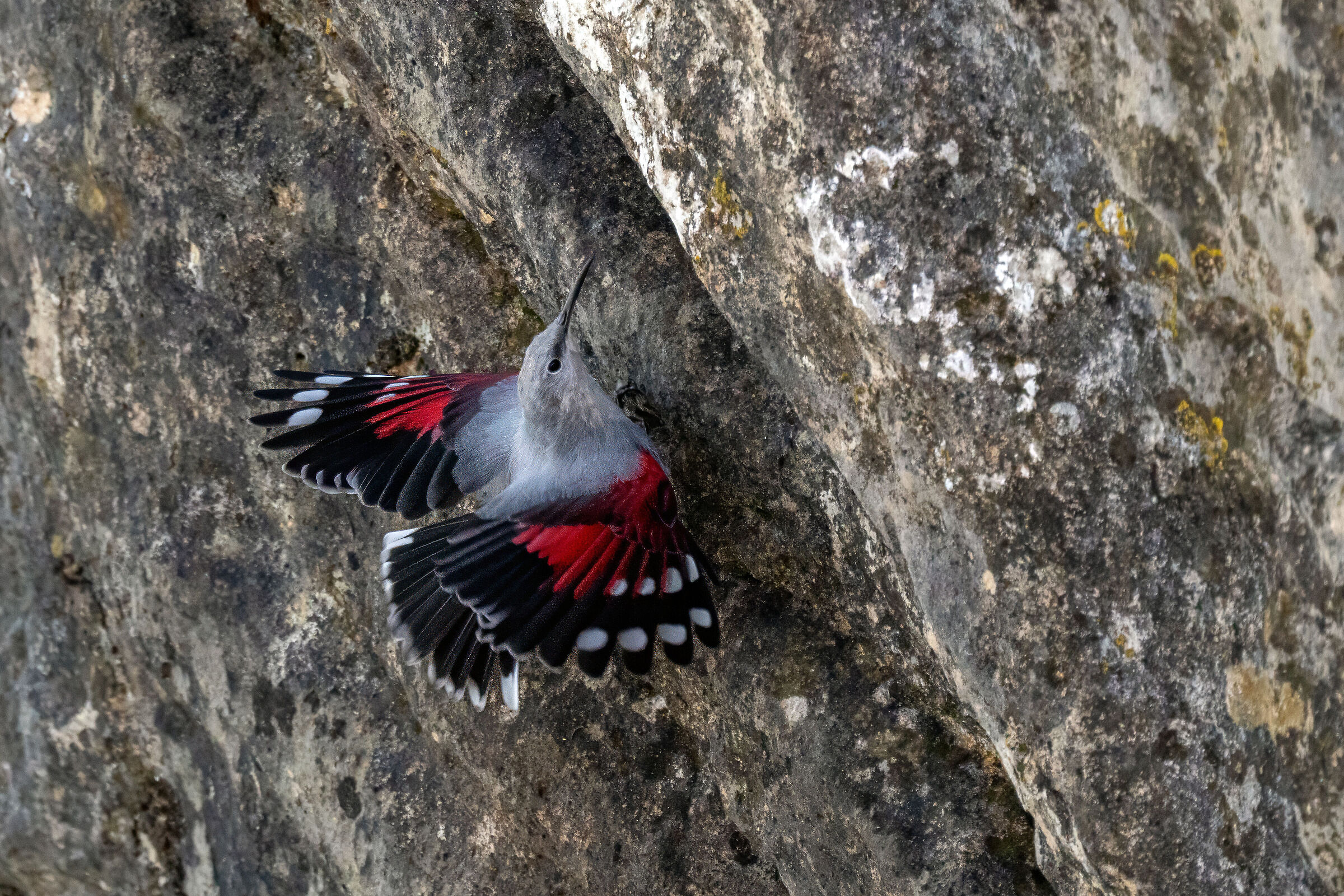 Woodpecker and Rock